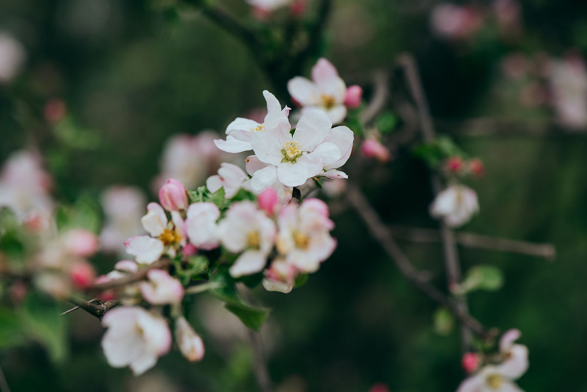 仿写《一棵开花的树》：盛放的生命之美