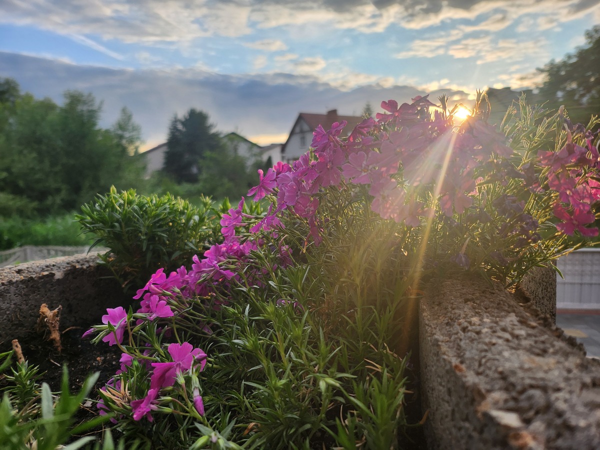 包含花路的短句