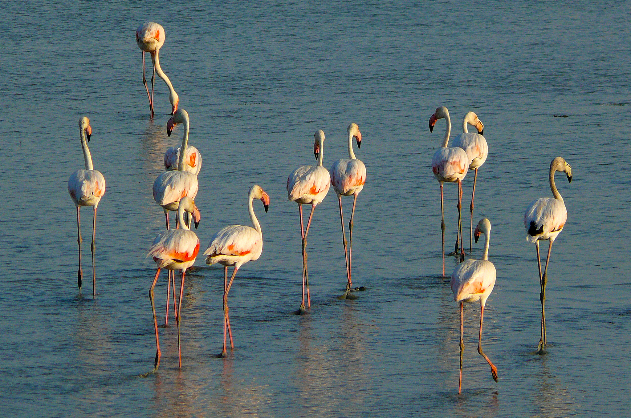 flamingos in doana