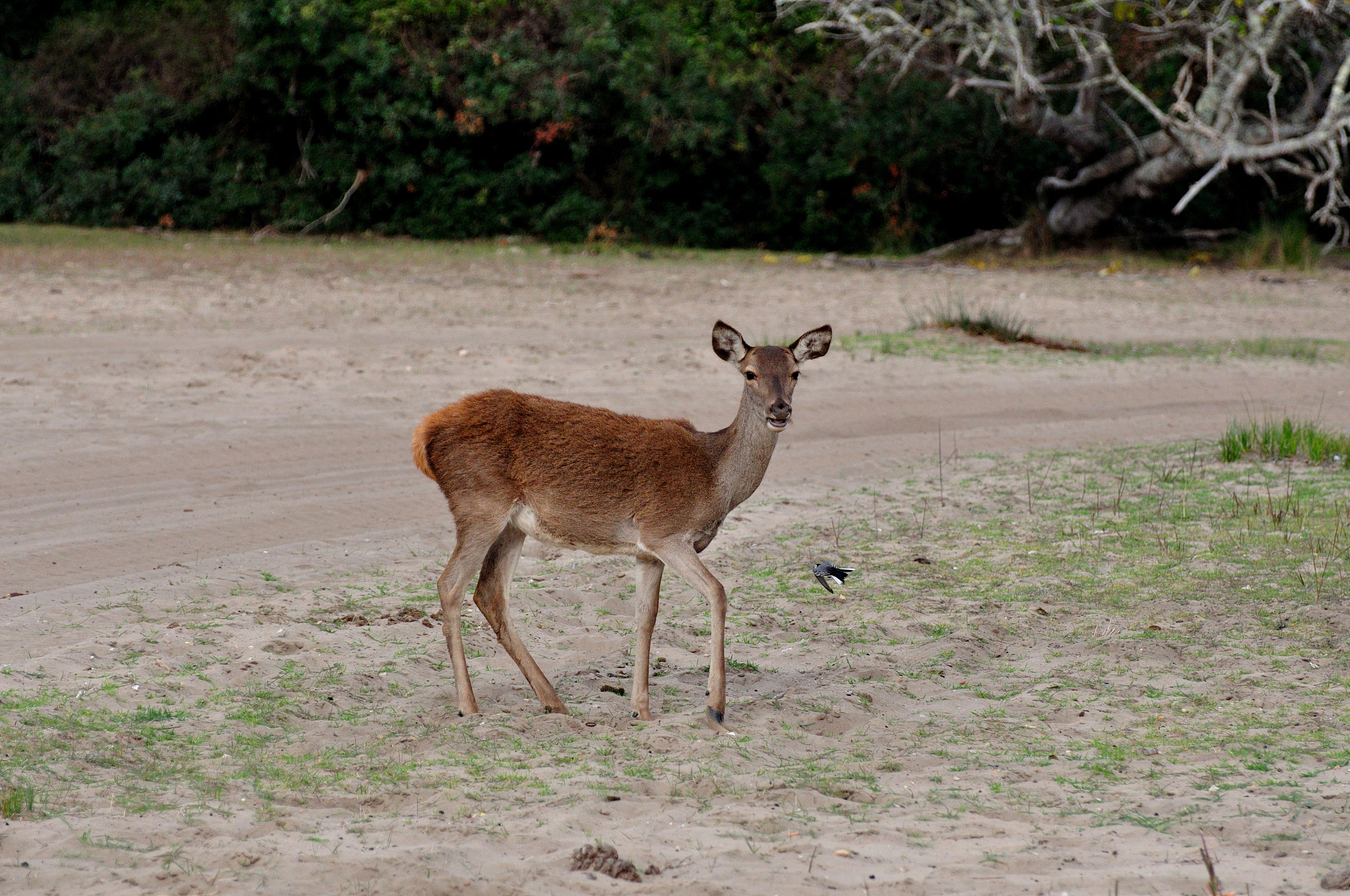 do?±ana national prk