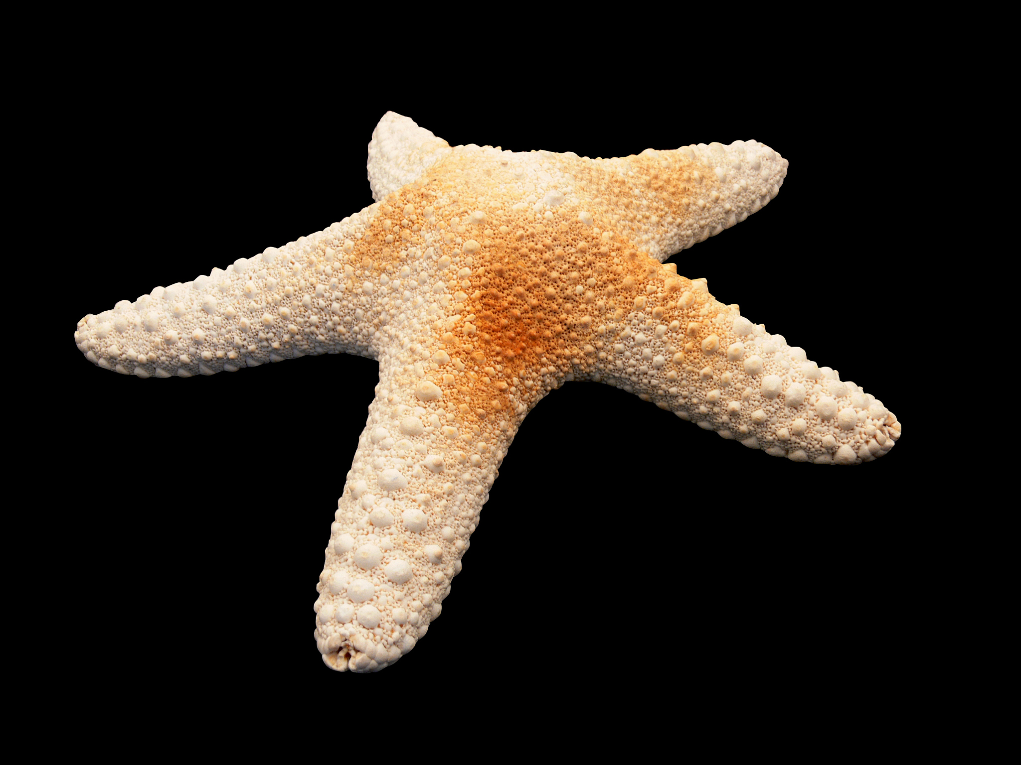 海星和海绵：它们真的是动物吗？