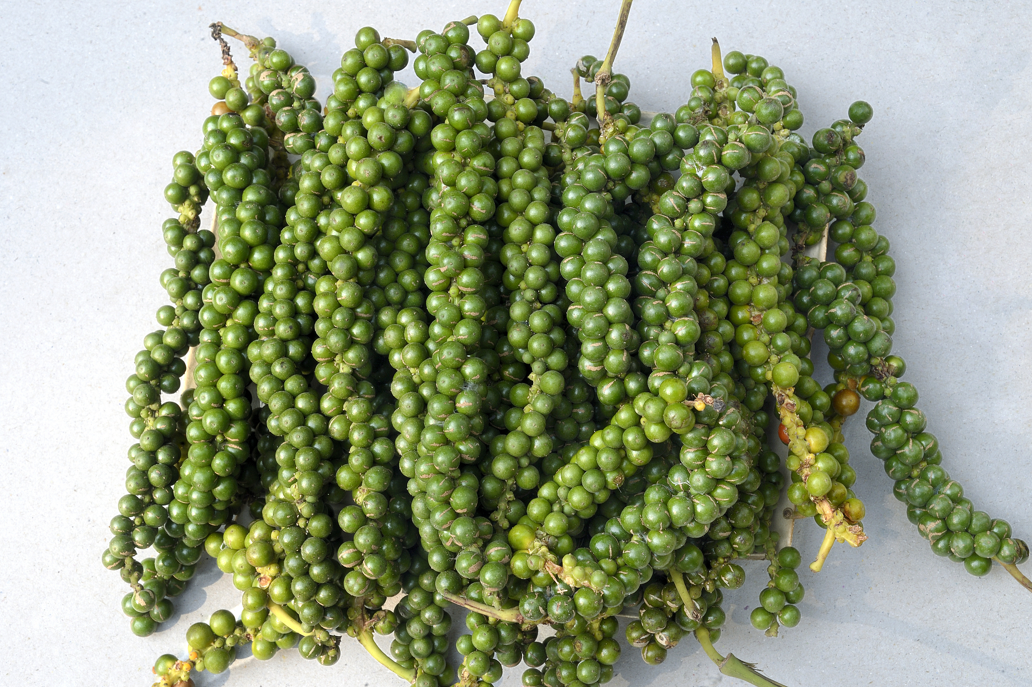 平凉农业学校食品生物工艺专业课程难吗？