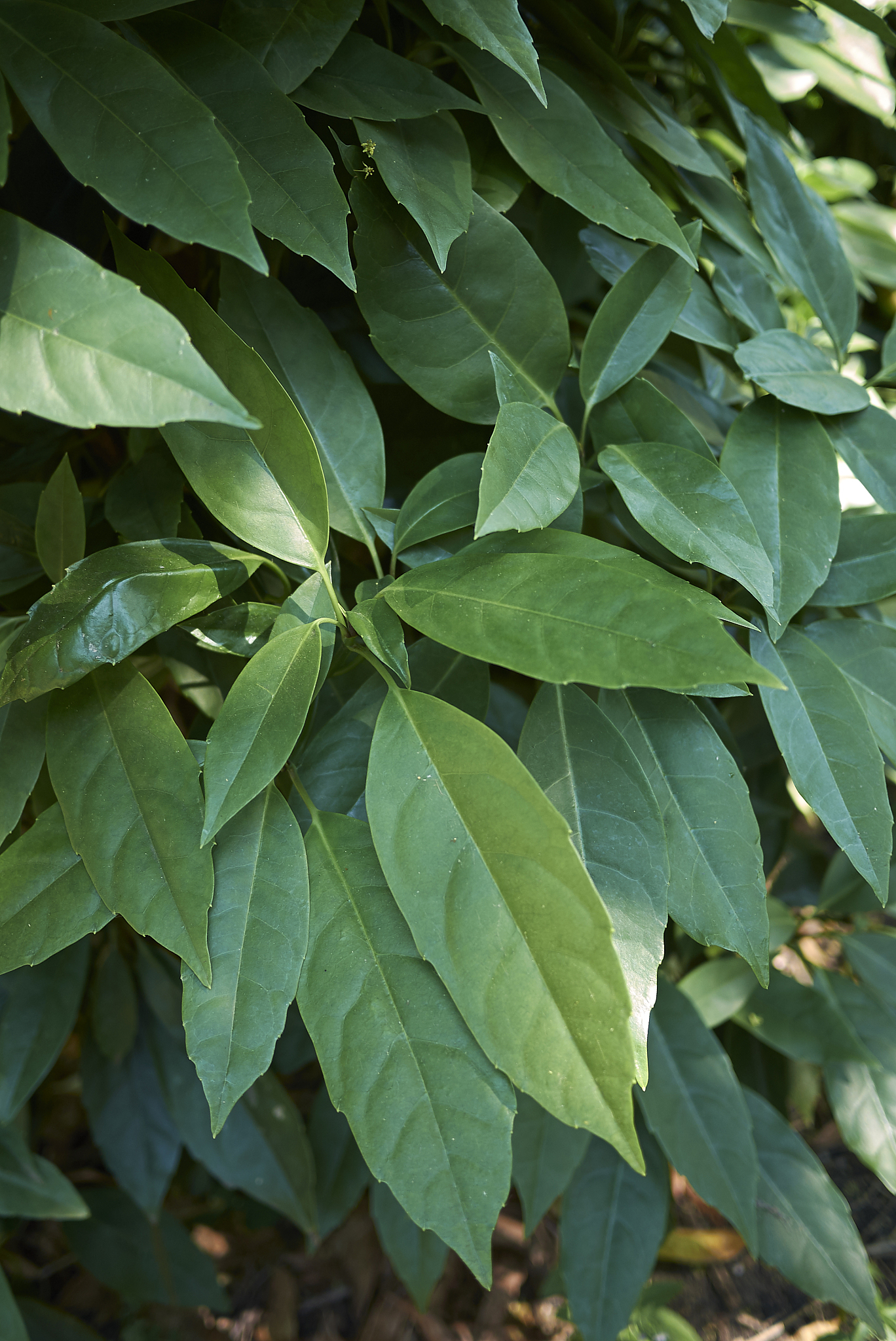 aucuba japonica