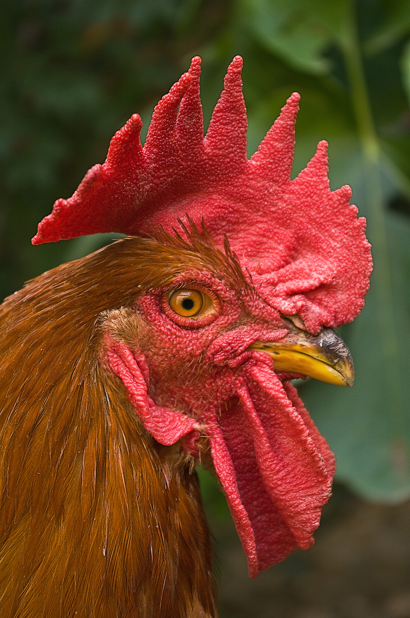 chicken