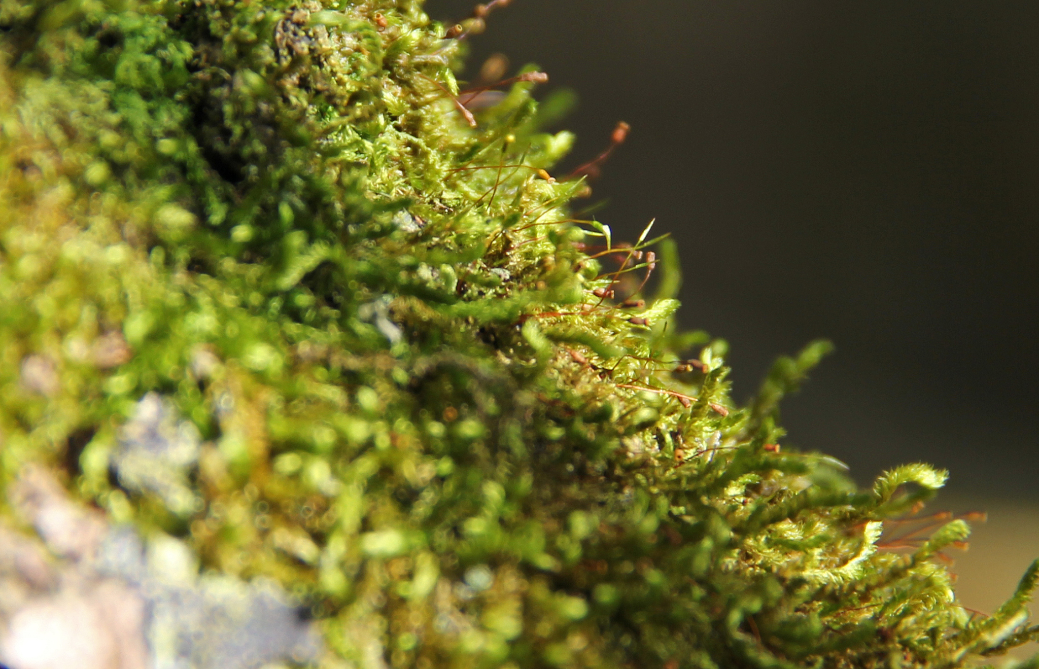 银叶真藓：揭示早期生物抵御UV胁迫的适应性进化机制