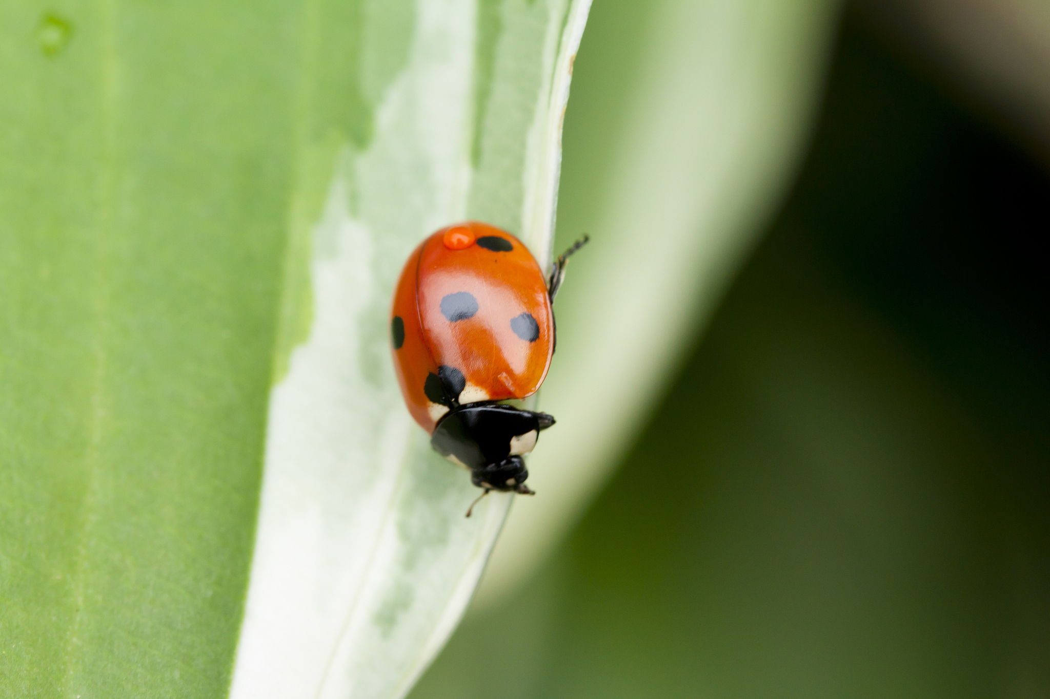 ladybug sitting on a green leaf