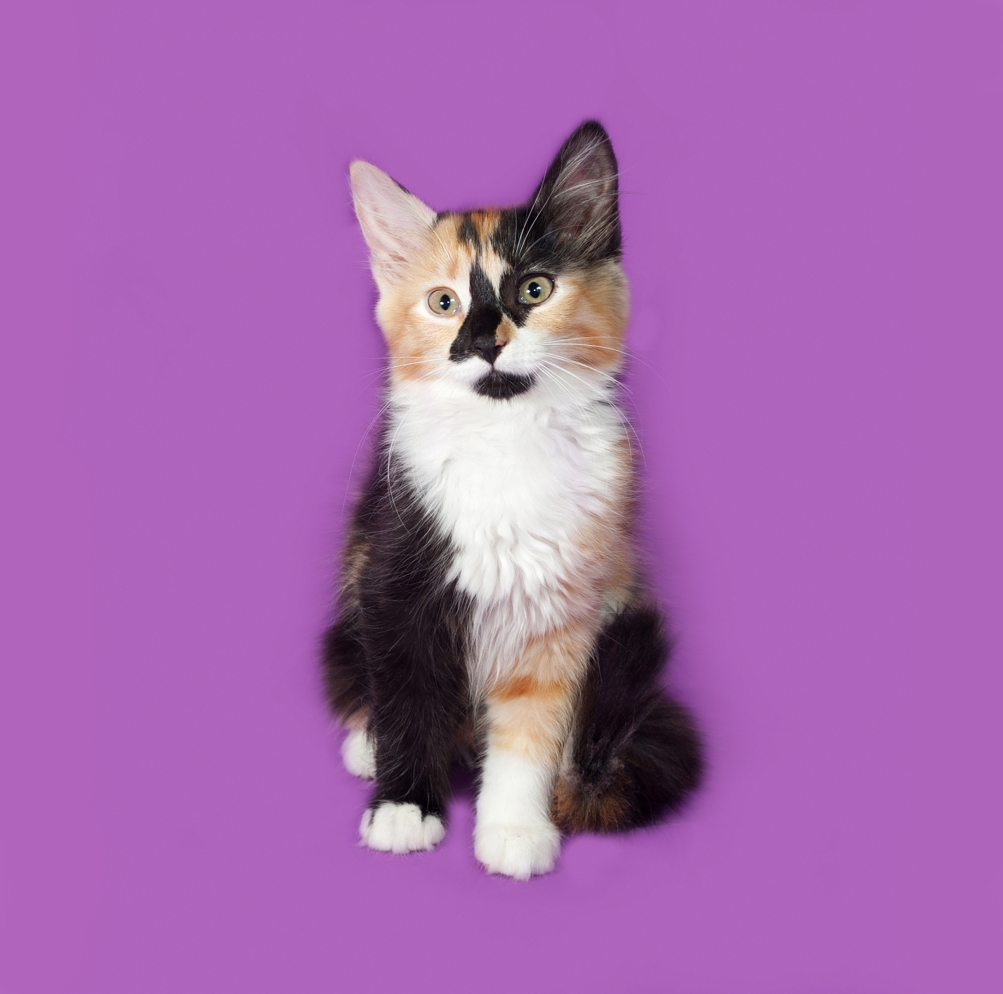 著名猫咪歌谣：儿童歌曲和童谣