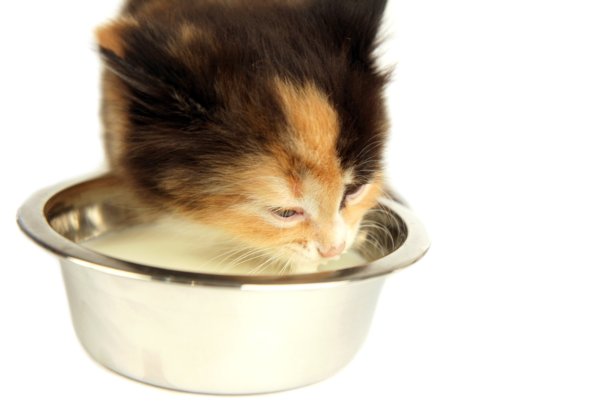 猫咪喂奶粉的正确方法：详细步骤和注意事项