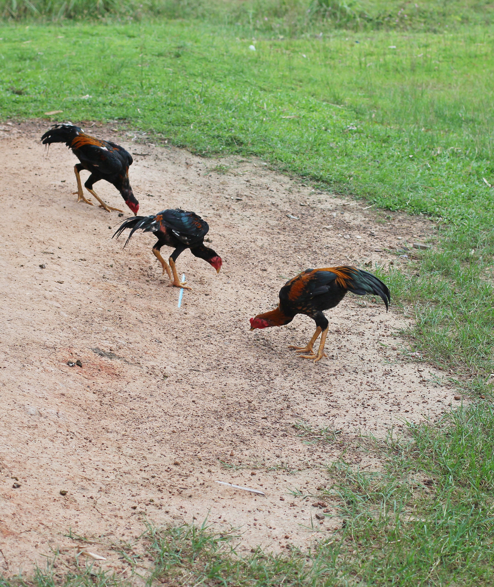 吃鸡爪子丰胸？真相来了！