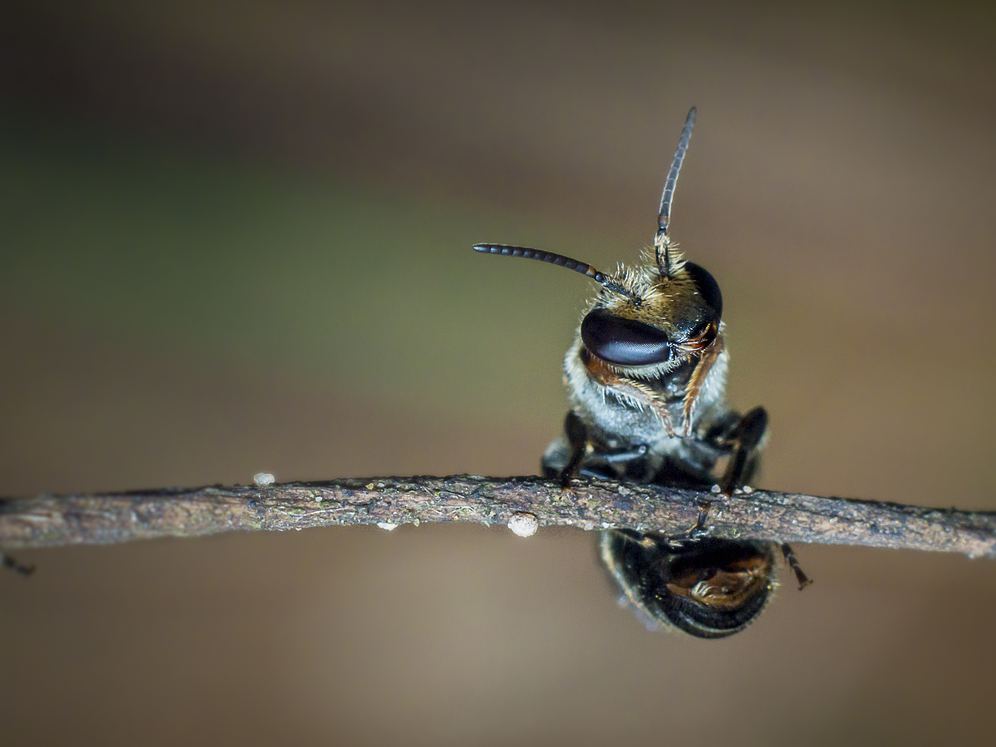 hornet