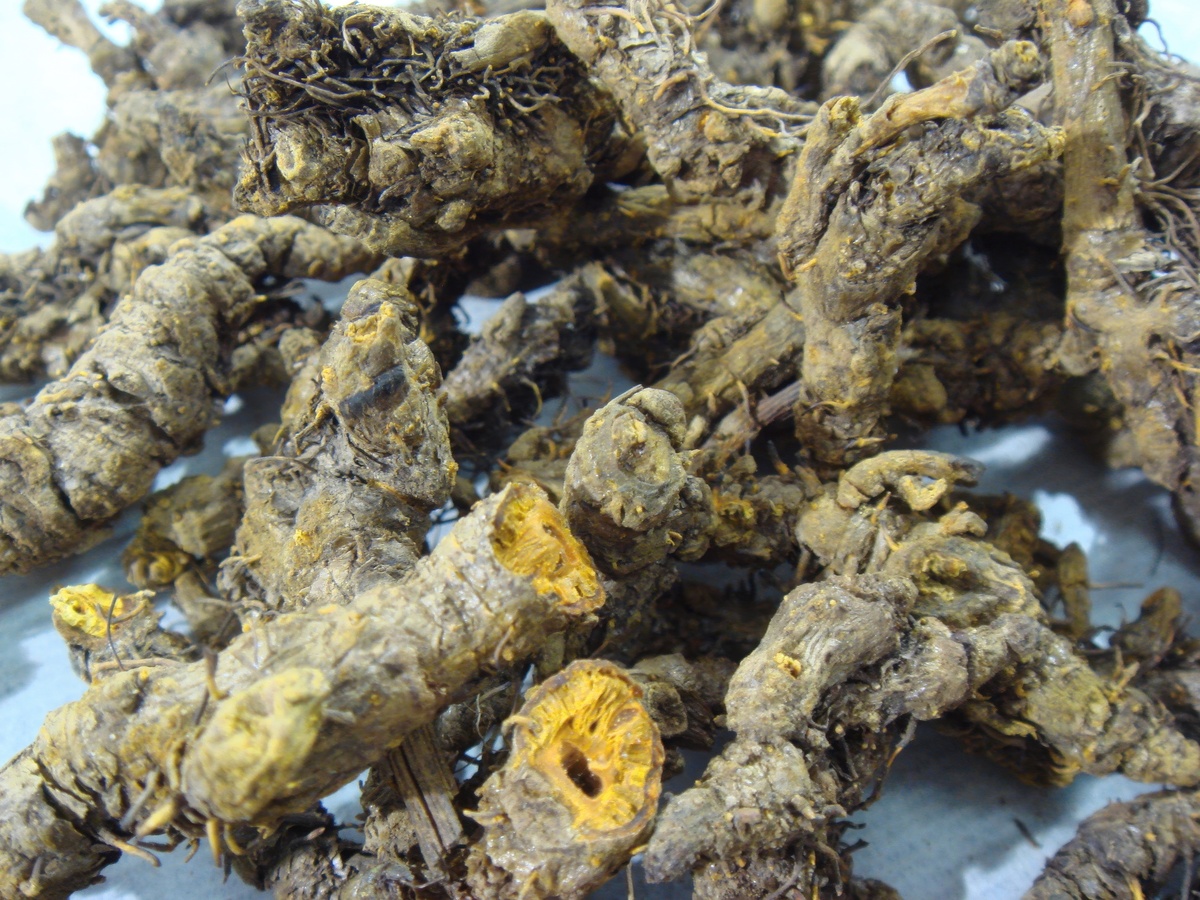 黄连泡水喝的功效与作用：清热解毒、抗菌消炎、促进消化