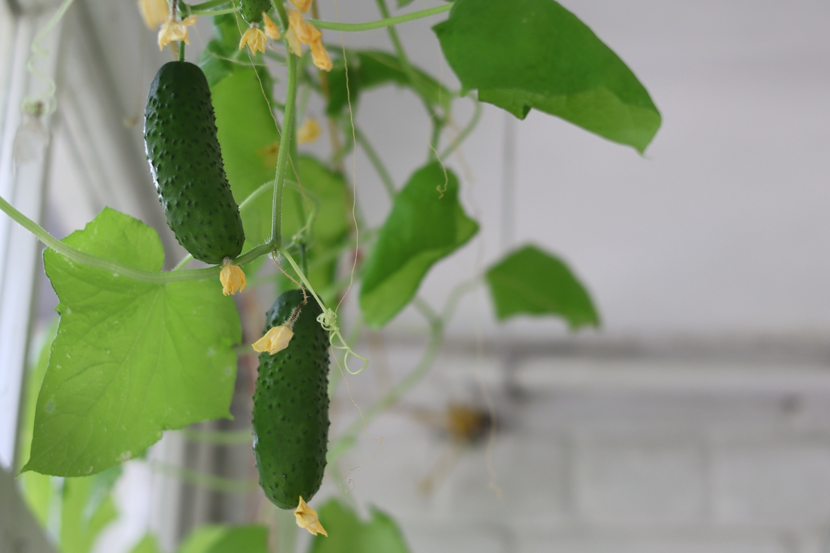 黄瓜杂交育种方法：常规杂交和诱变杂交详解