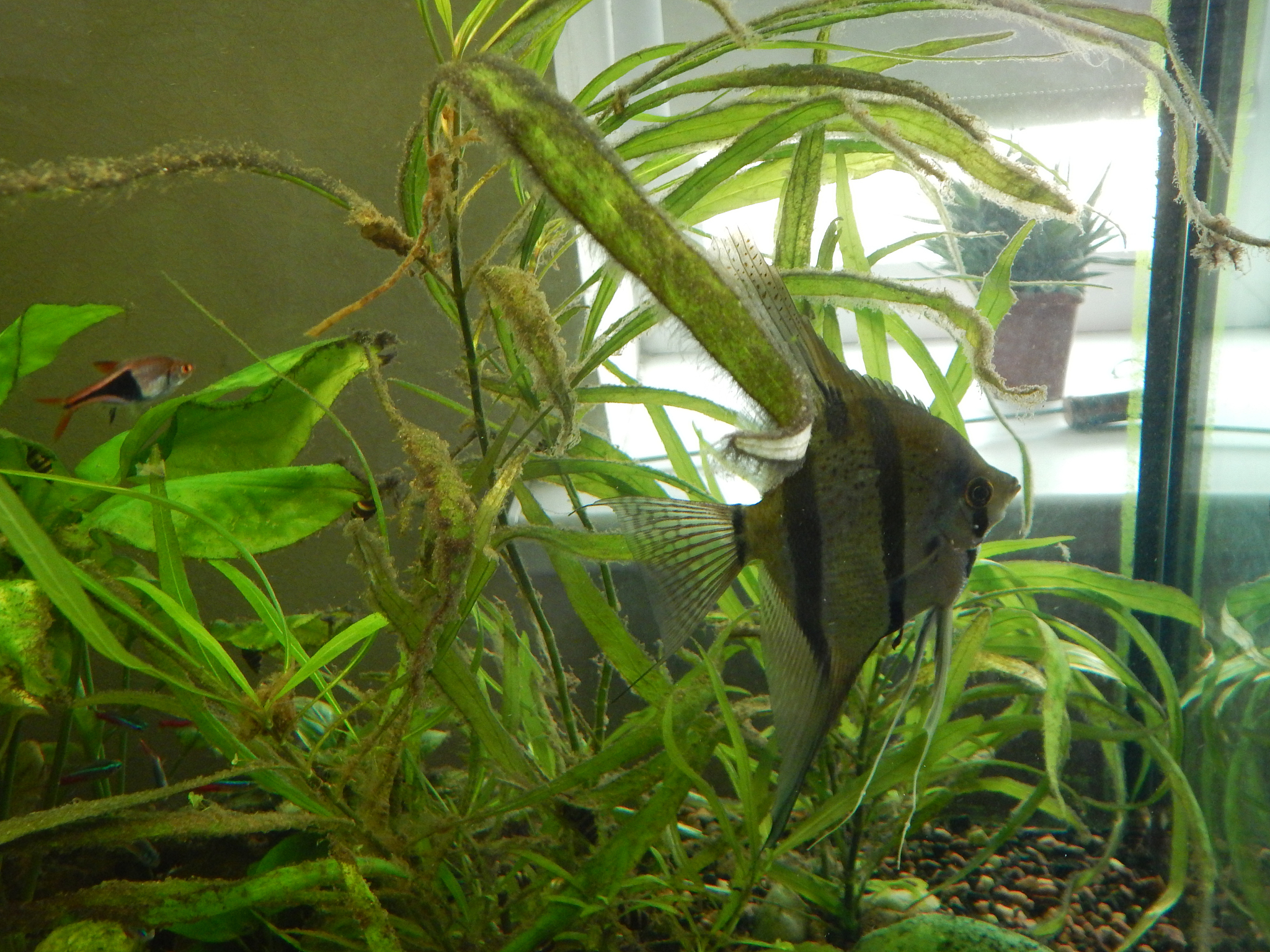 池塘食物链：从藻类到鱼类，完整的生态系统