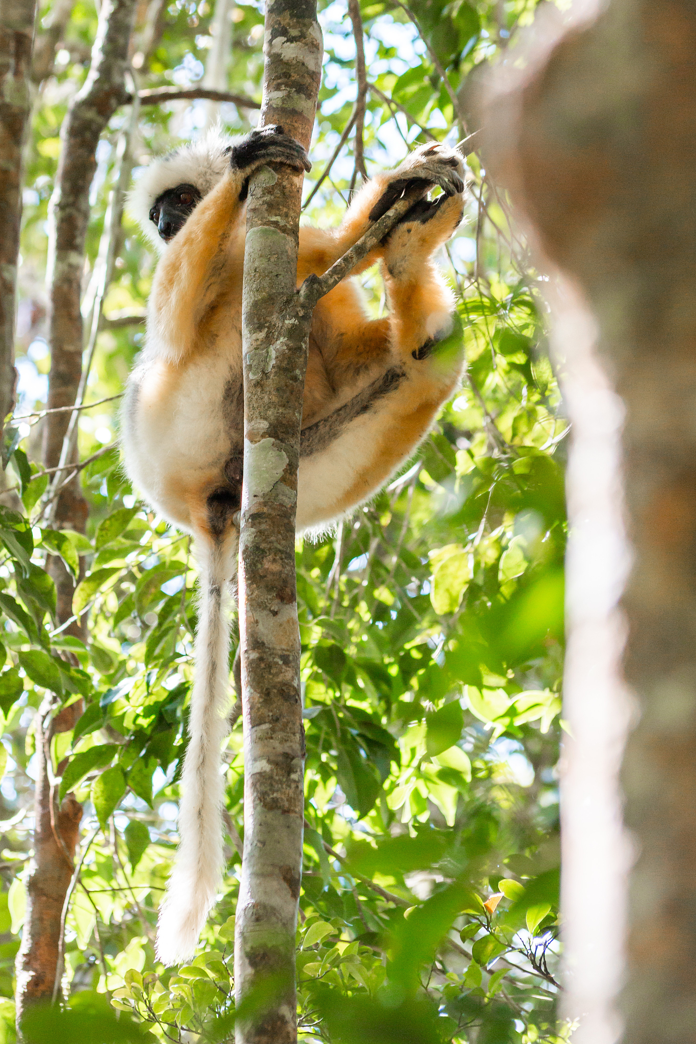 lemur madagascar