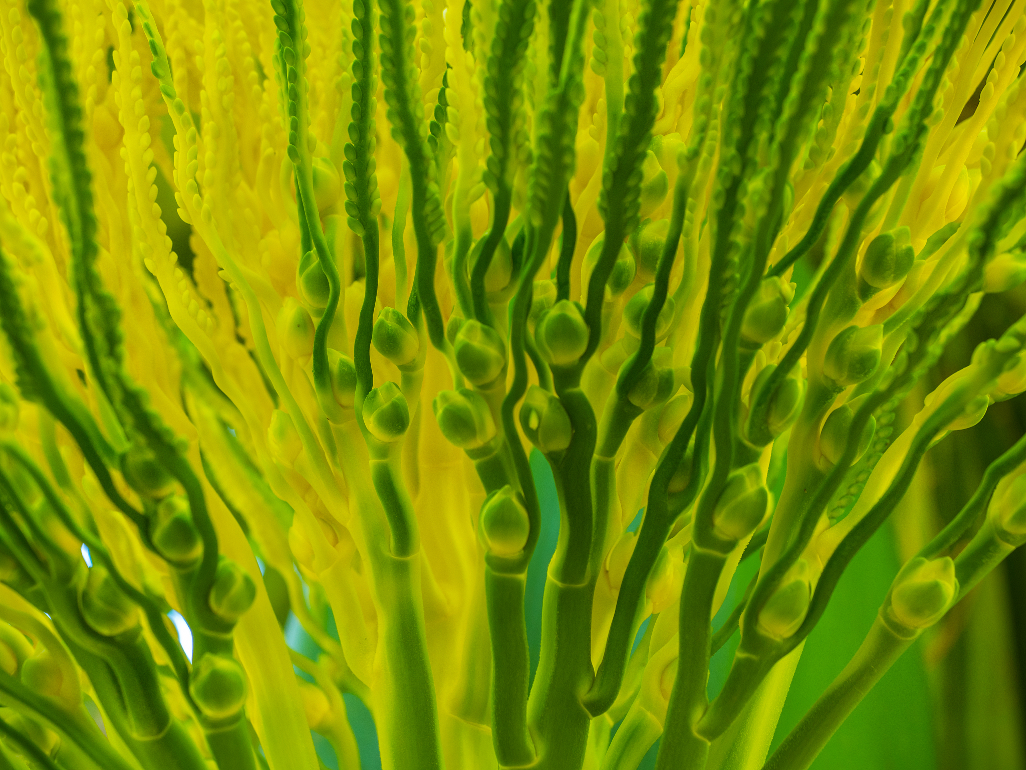 the beautiful fresh green and yellow of betel palm flowers