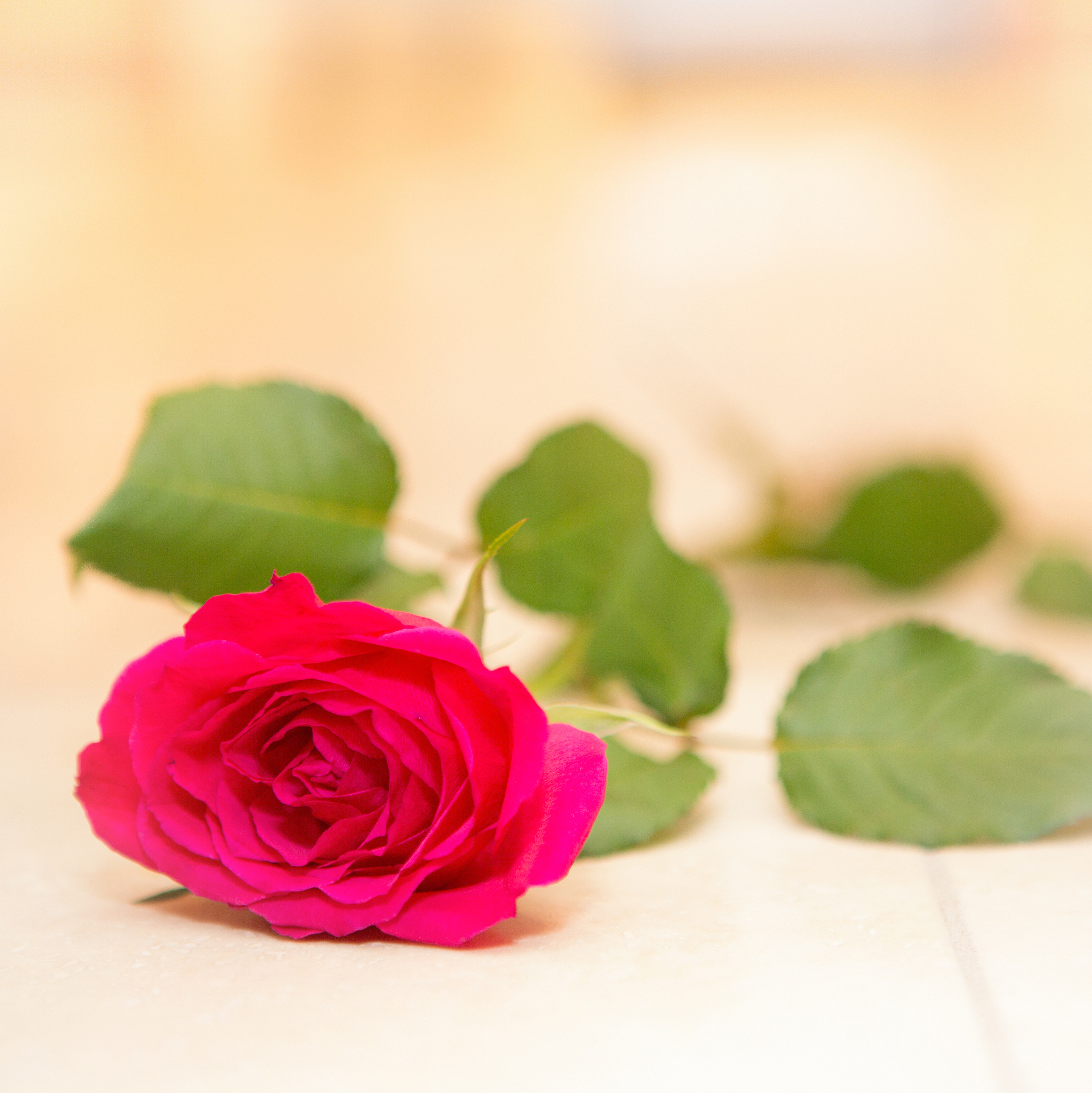 我将玫瑰藏于身后