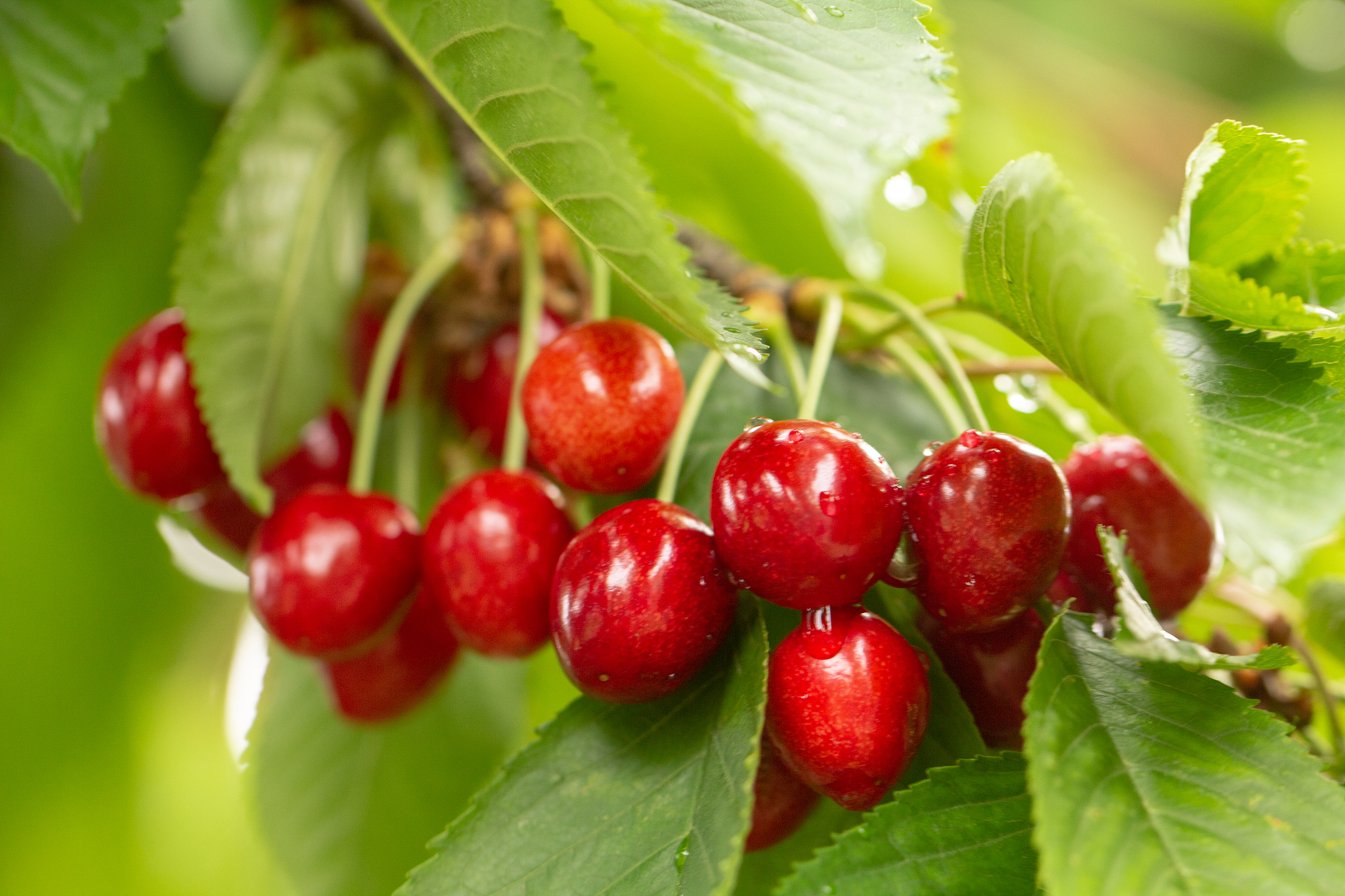 cherry on the branch grows, ripened red cherry close up