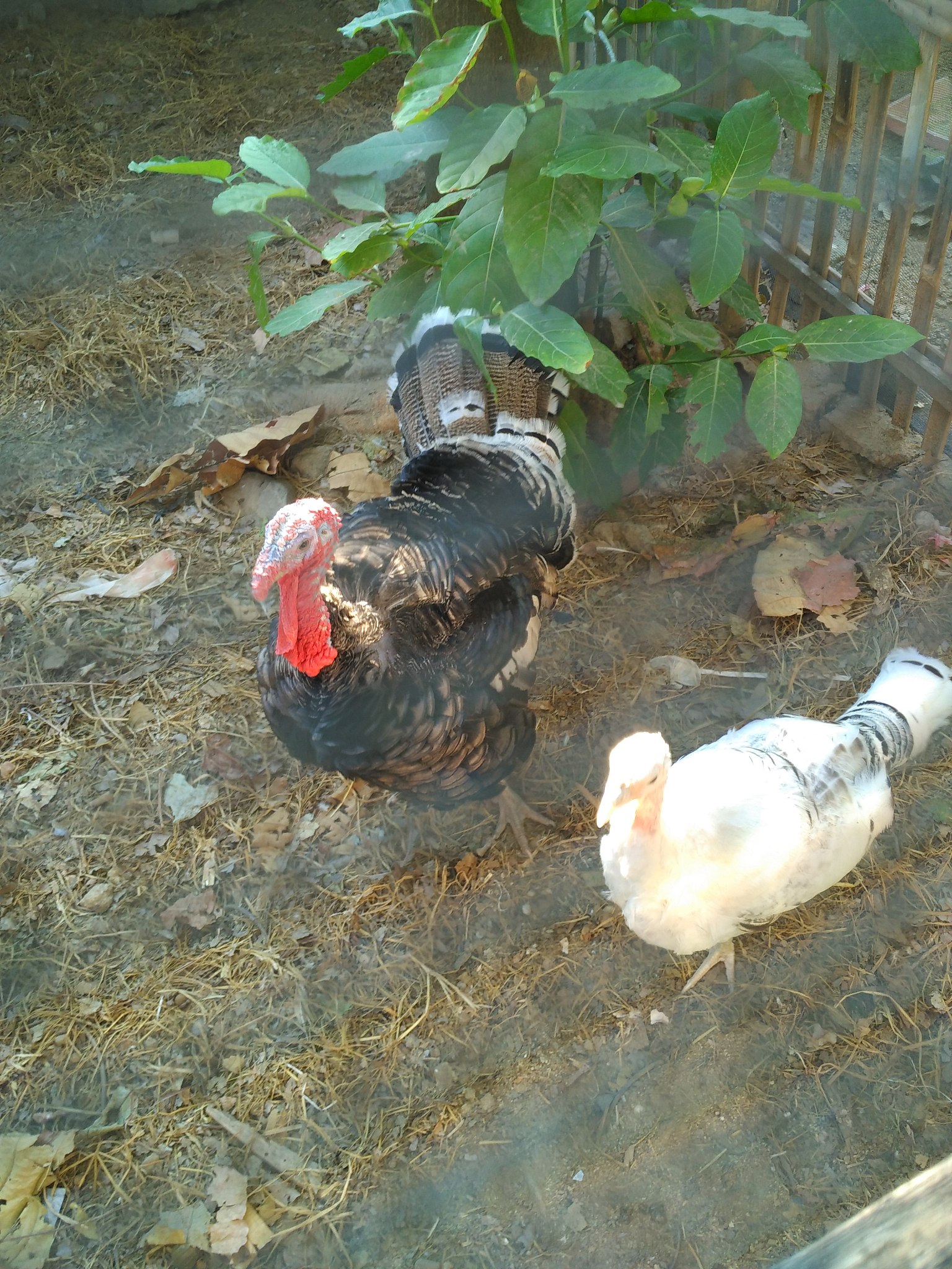 小鸡饲养方法：从饲料到防病全攻略