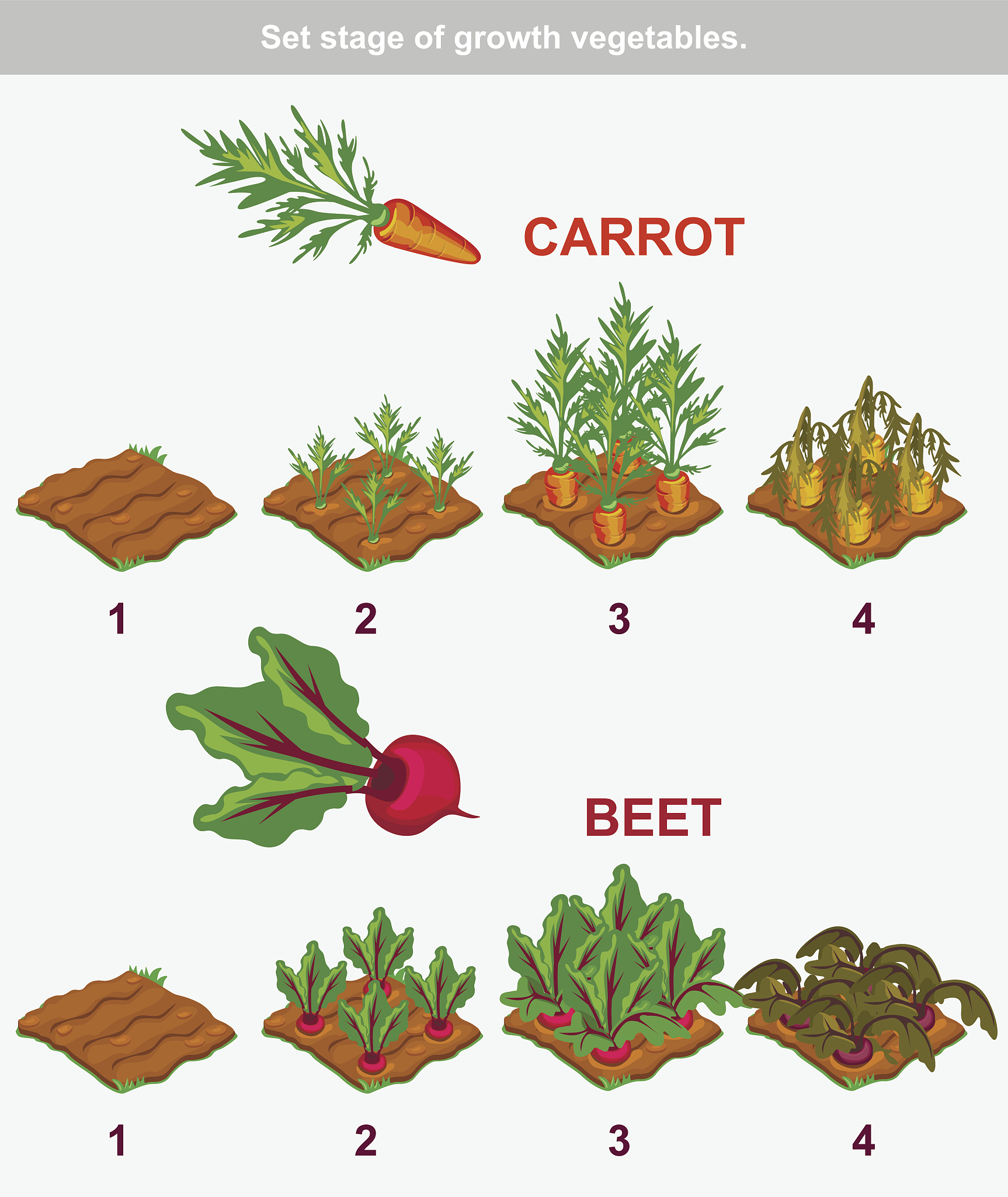 用nature期刊的语言风格翻译以下内容成英语：实验结果显示干旱造成2M、5M、7M三个时期丹参植物MDA含量下降下降程度分别为33、37、39