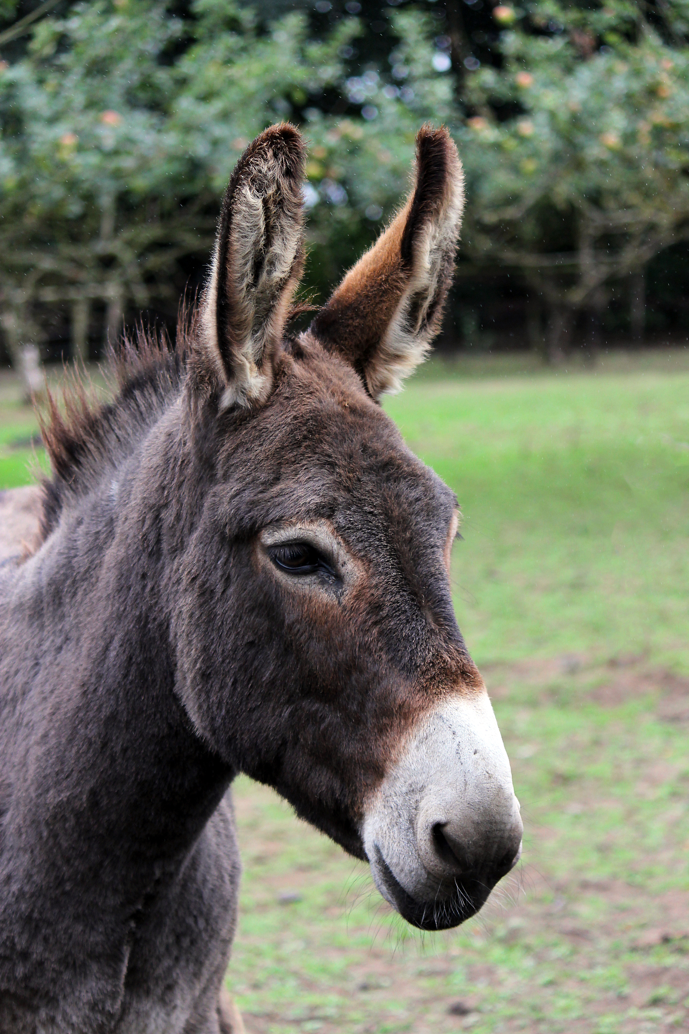 donkey