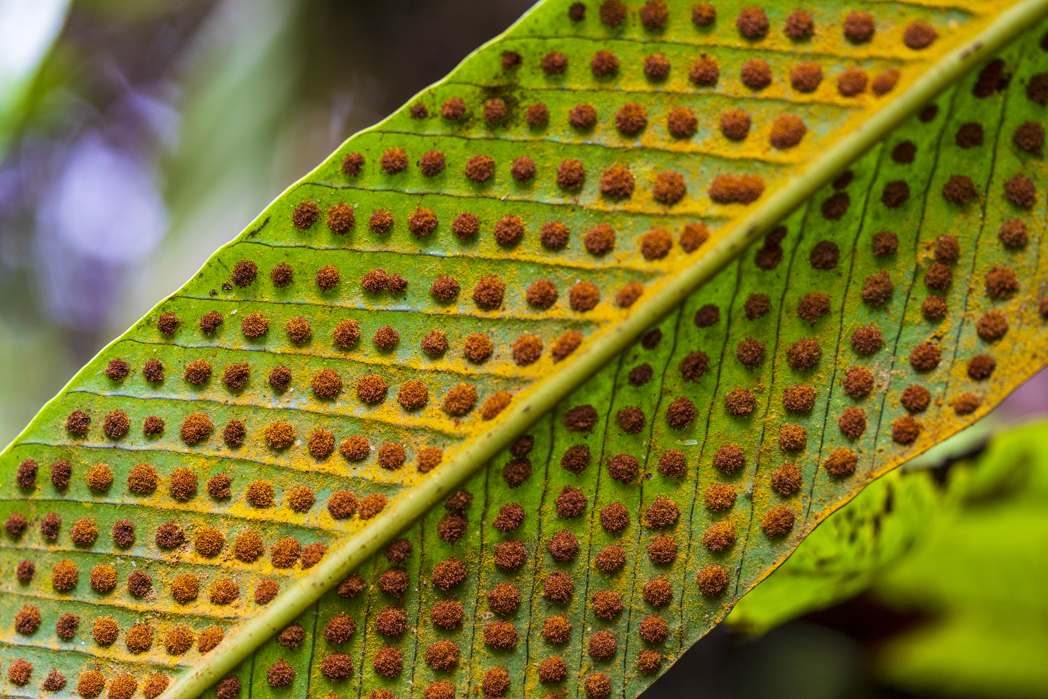 荔枝蝽害虫发育起点温度和有效积温测定方法