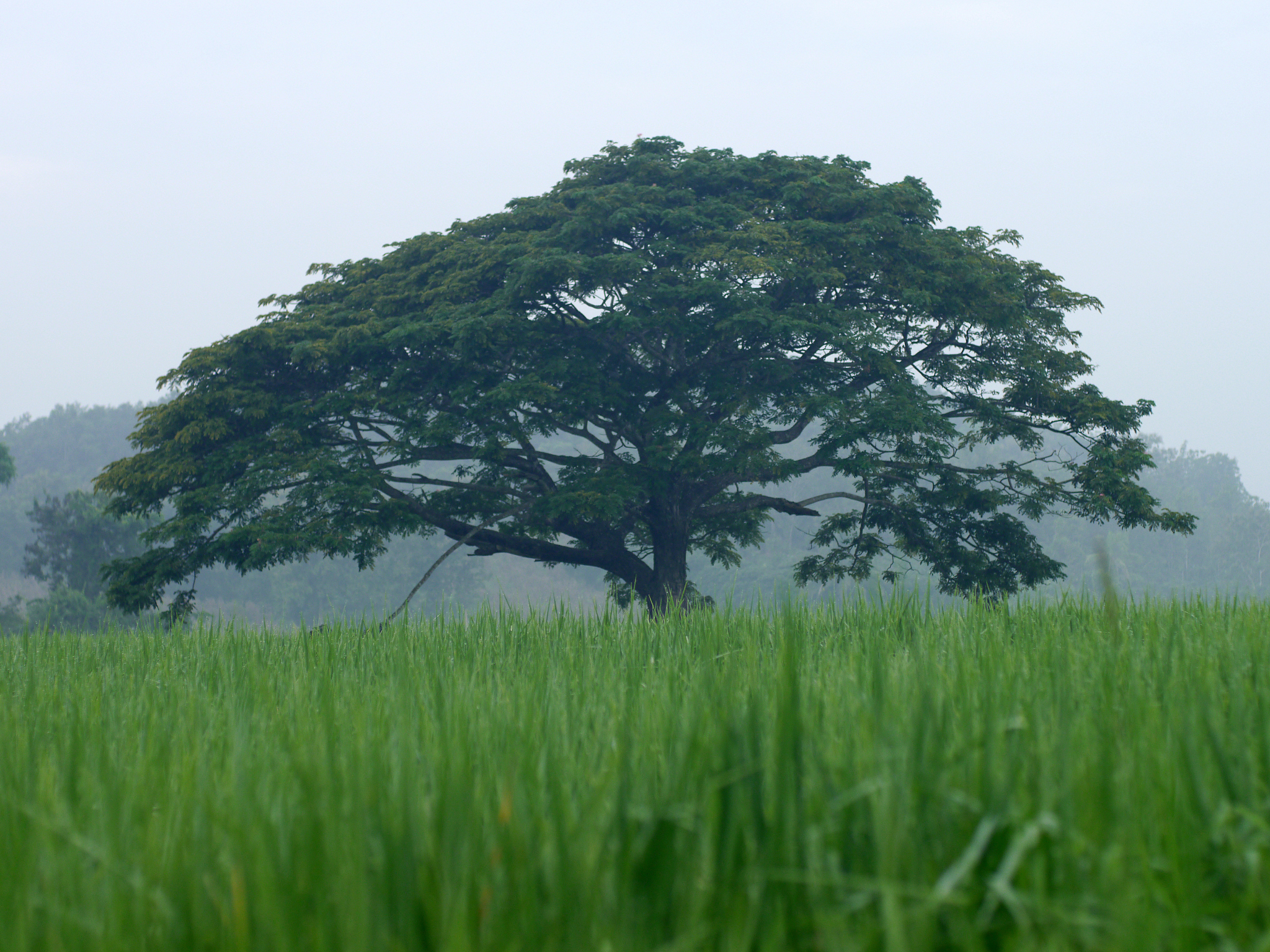 从农业工作类型看秦岭淮河一线是我国什么和什么的分界线从农业工作类型来看秦岭淮河一线是我国南北农业的分界线。南方以种植水稻、茶叶、糖料、油料等为主而北方以种植小麦、玉米、高粱、豆类等为主。秦岭淮河一线正好分隔了这两个不同的农业区域。继续