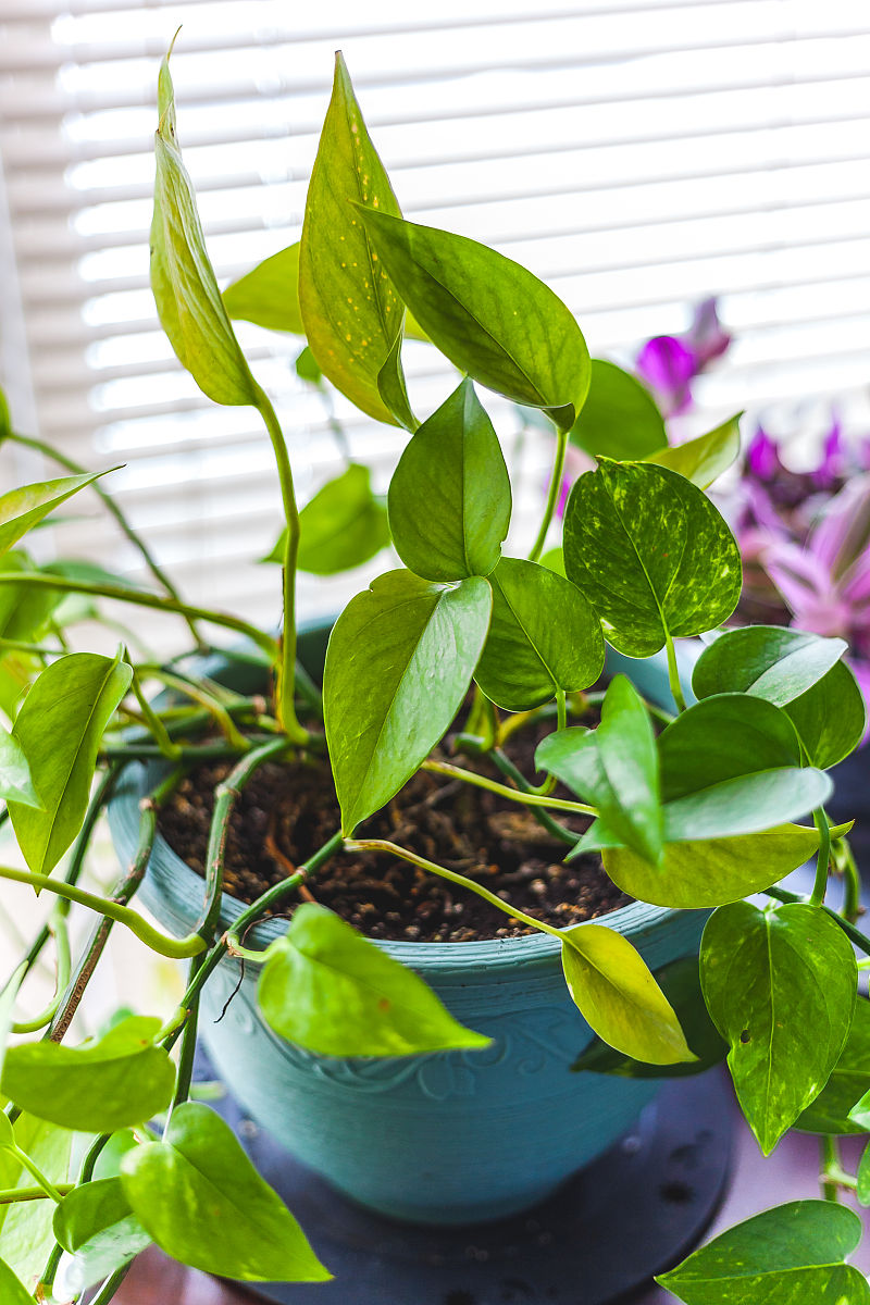 茉莉花花苞时期就掉了的原因
