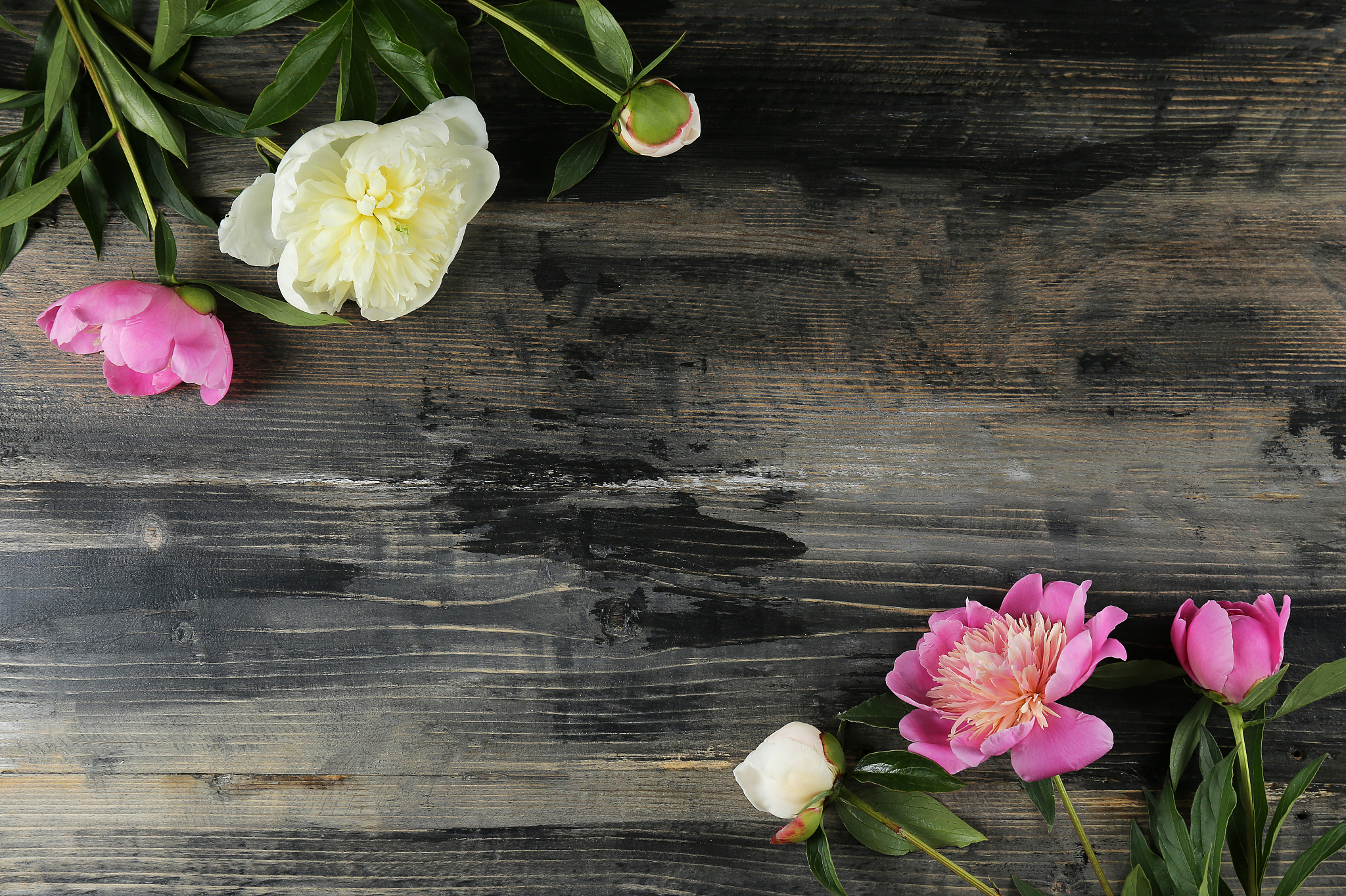 gorgeous peonies in feminine minimal floral composition with cop