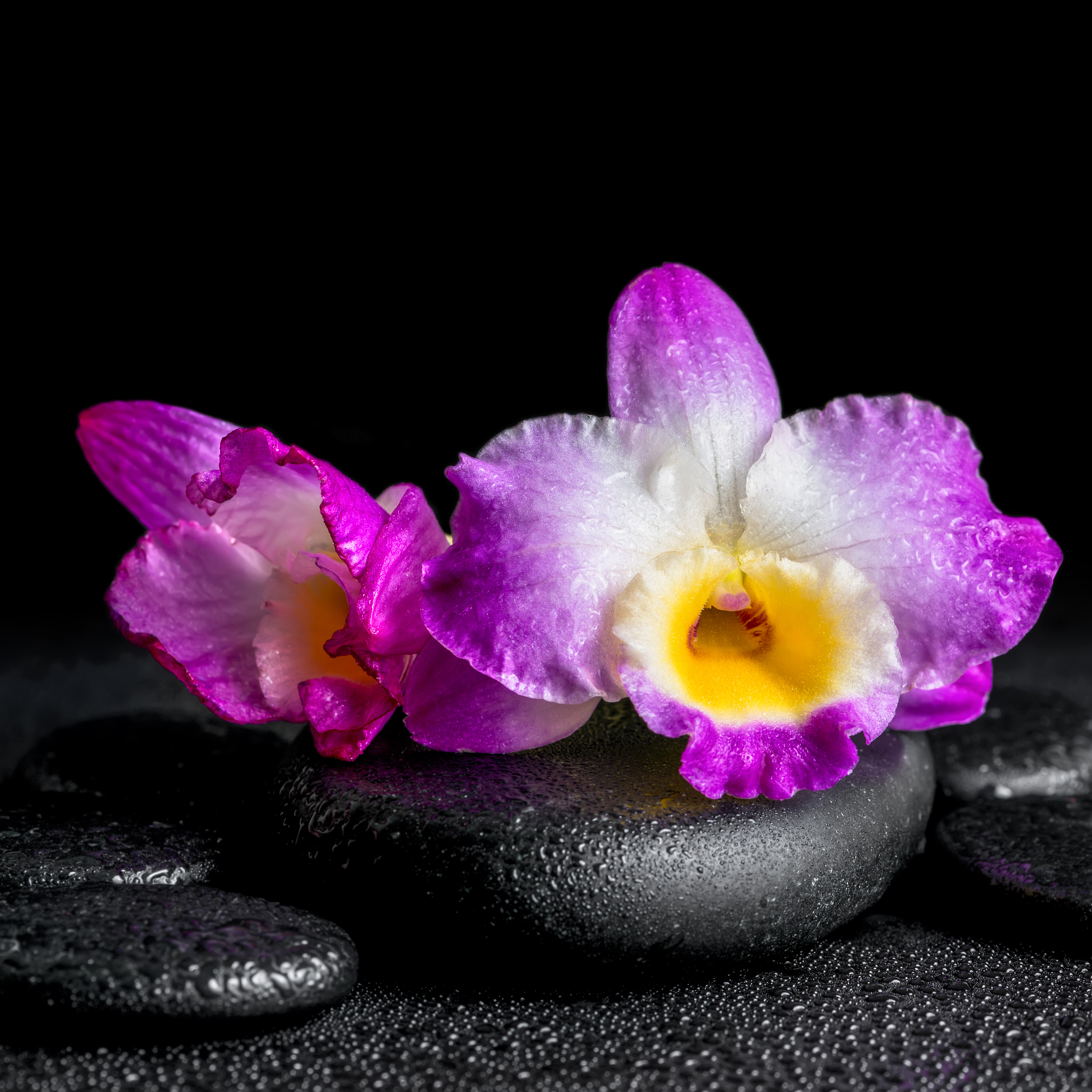 spa concept of purple orchid dendrobium with drops