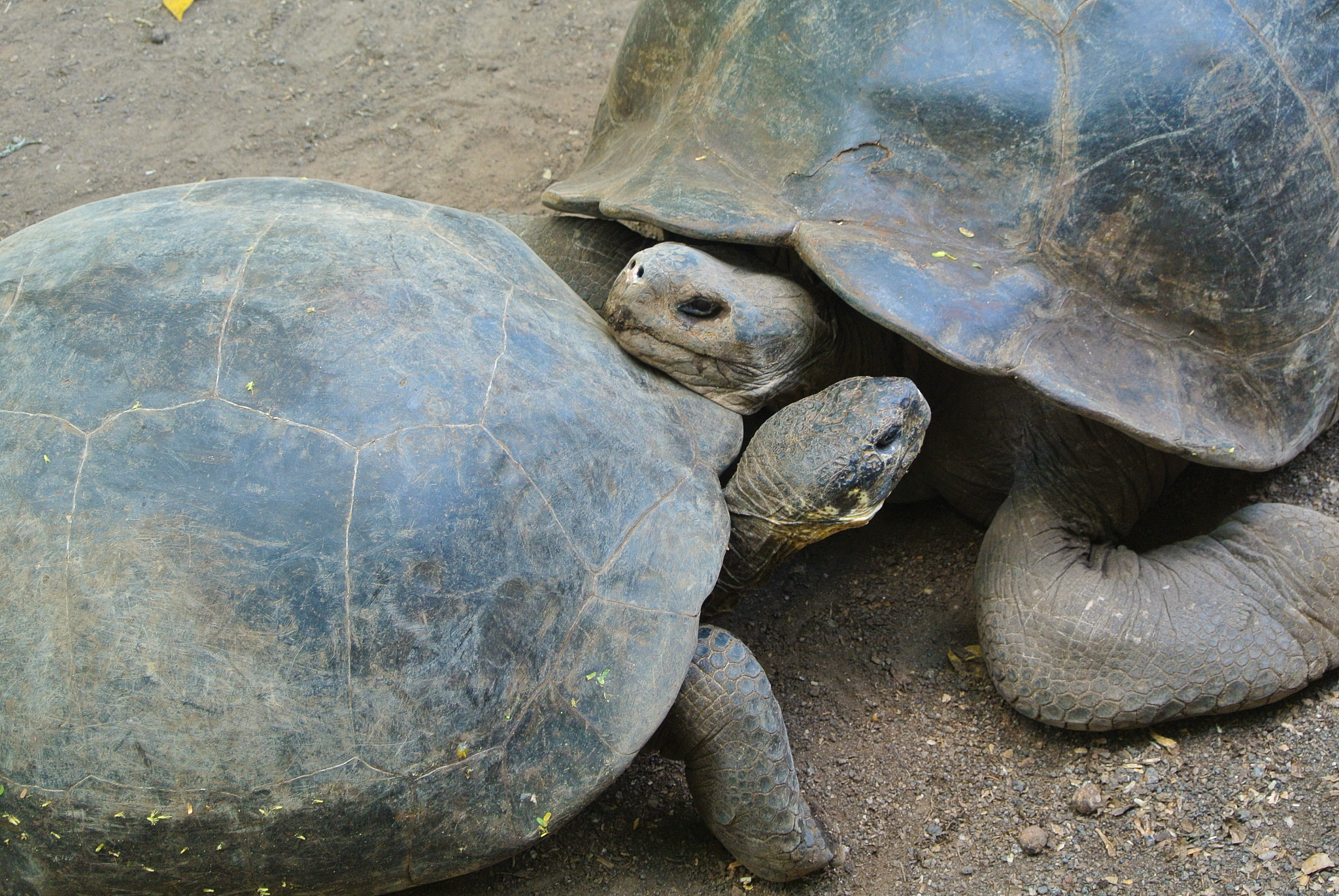 tortoise reserve