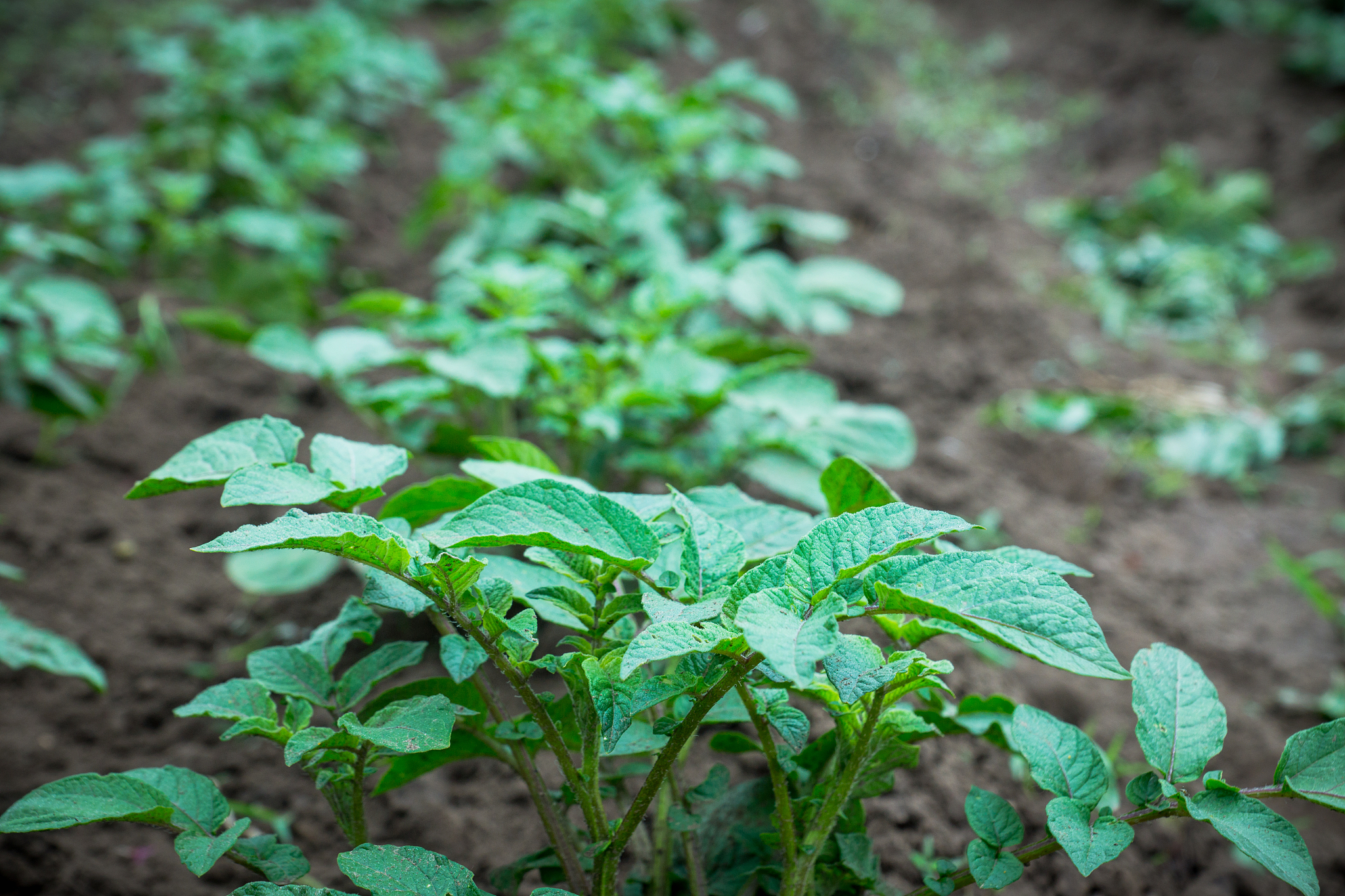 potato plants on the field