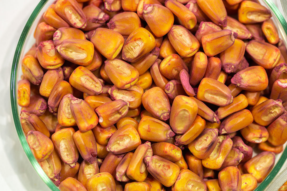 盐源县职业技术中学校植物保护专业优势怎么样发展前景好不好呢