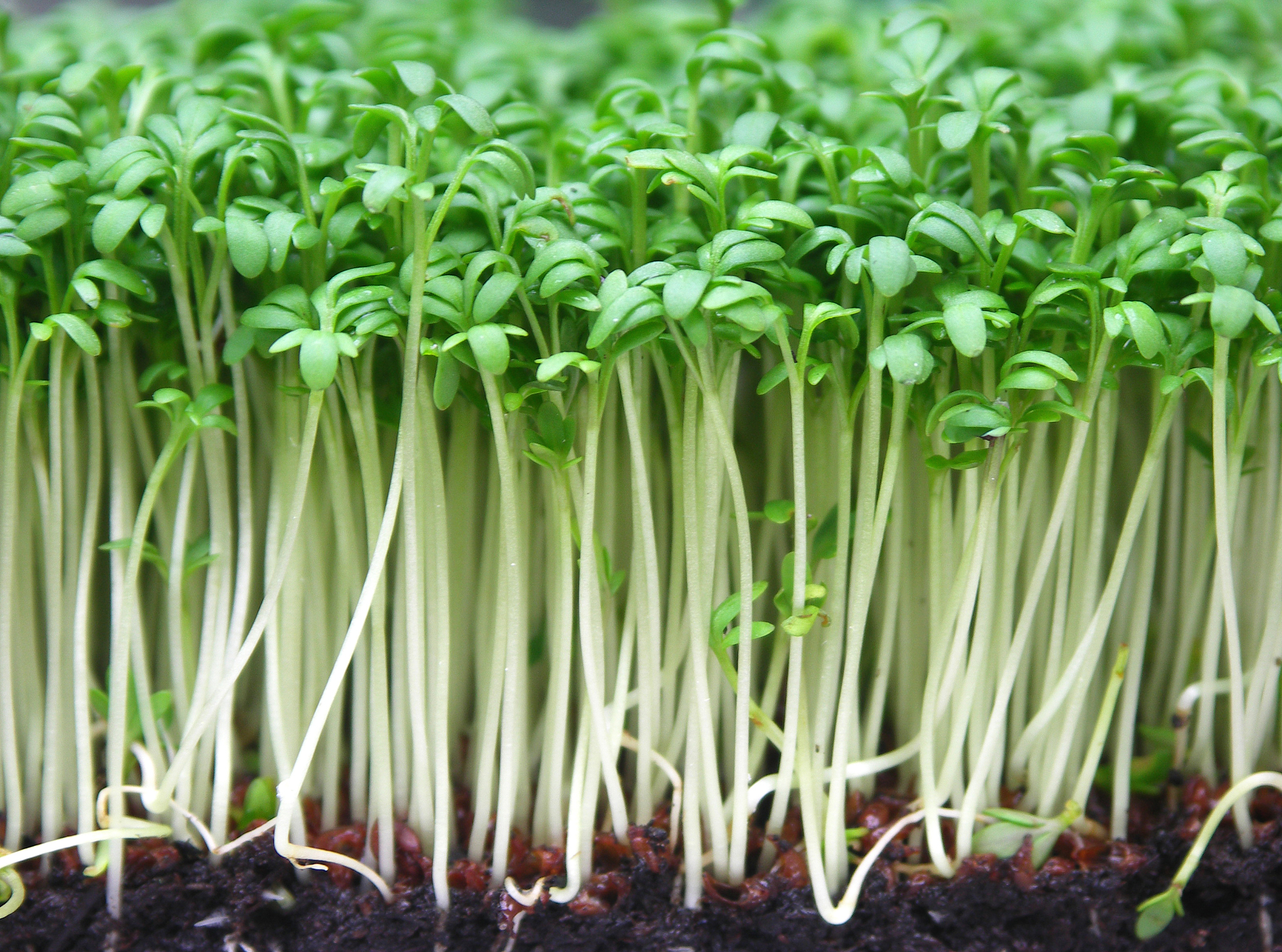 植物过氧化物酶