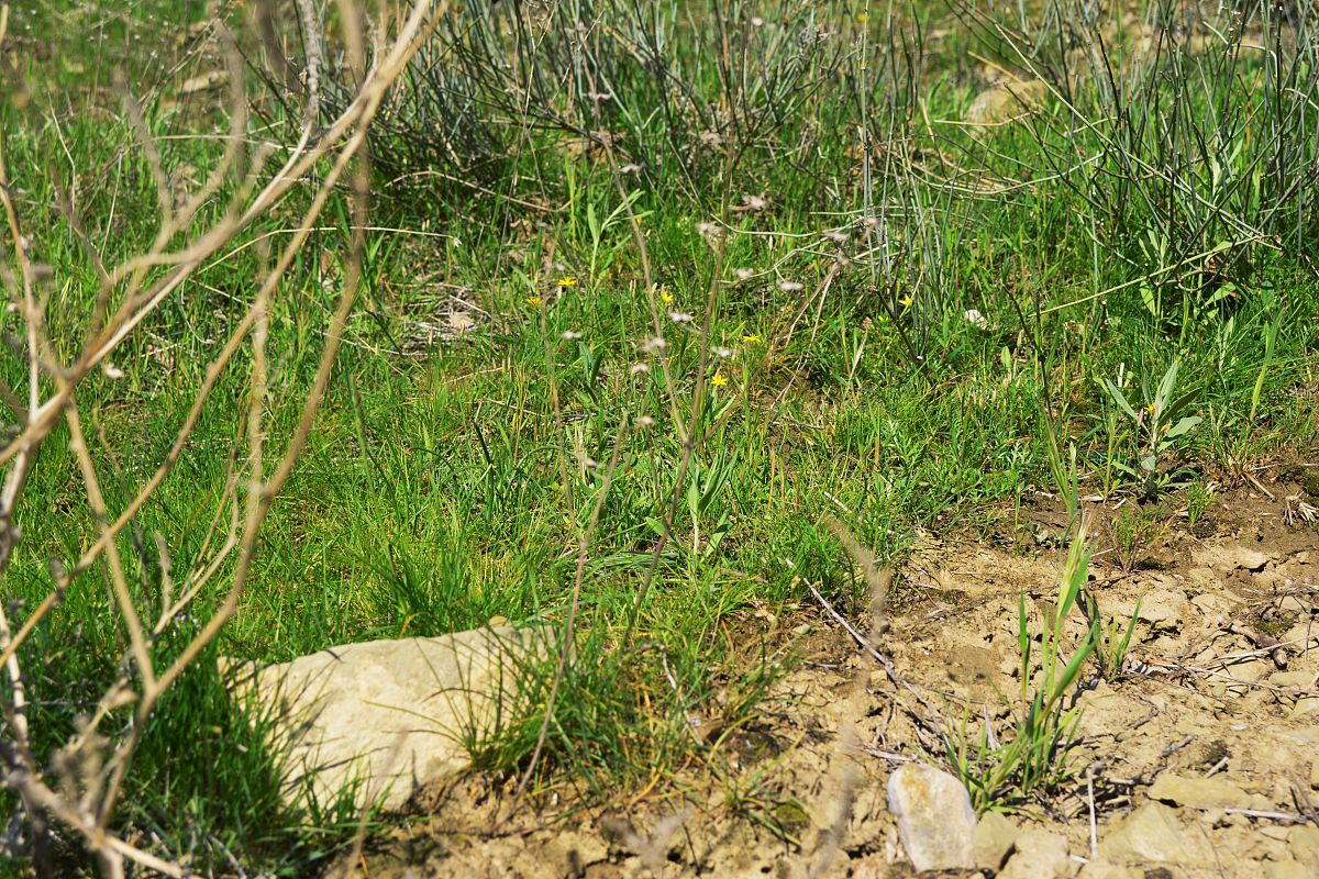 盐碱地耐盐植物种质资源收集、评价与利用研究