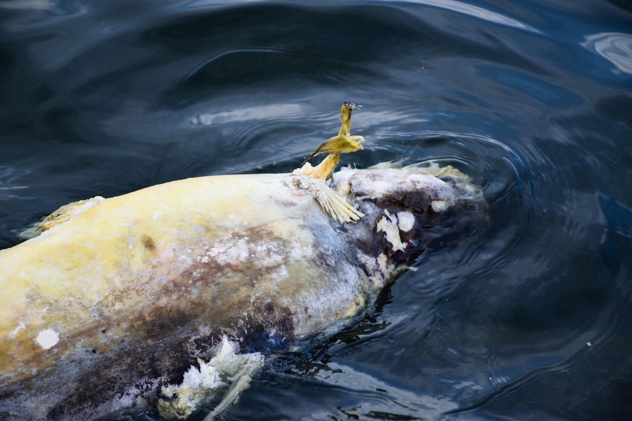 日本核废水排放对海鲜影响：金枪鱼受威胁最大？
