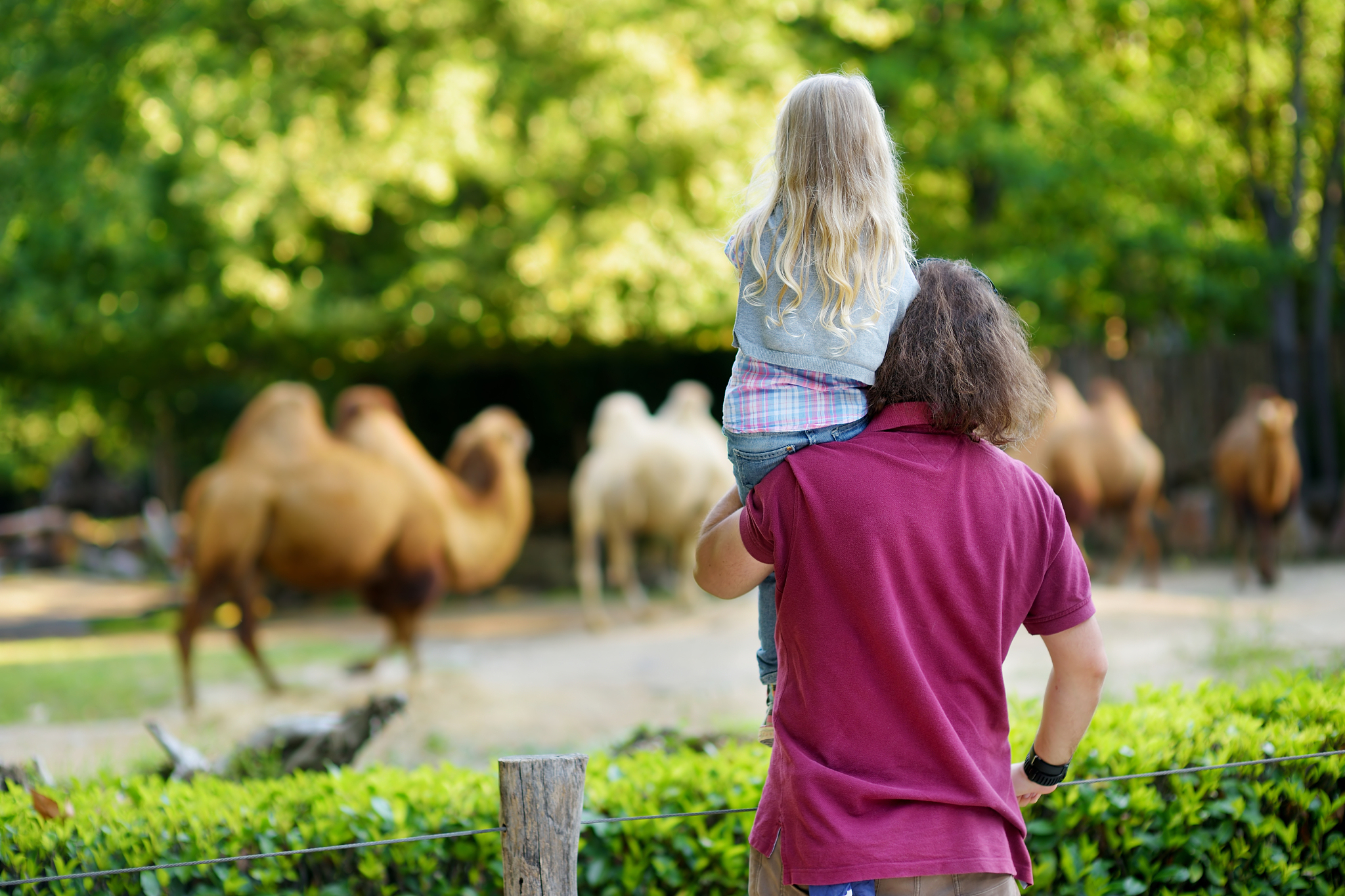 编写奶奶与骆驼玩耍的短句