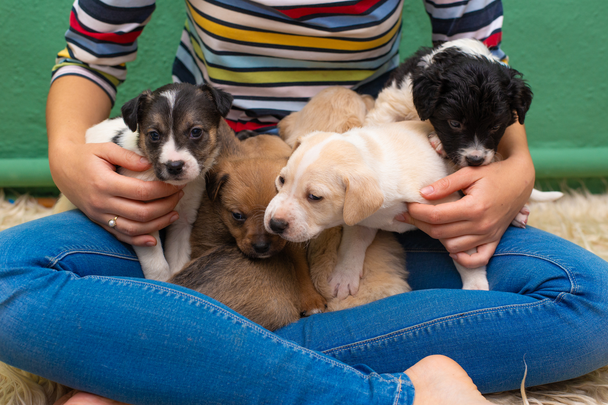 以养狗感觉不到快乐是感觉到痛苦我该继续养吗？为题重新编写标题写一篇1100字文章