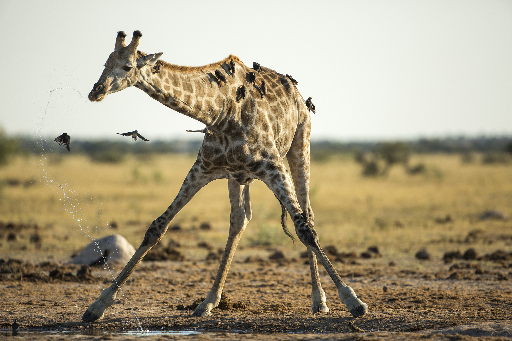 小玖 AI 助手：如何使用指令与我互动？