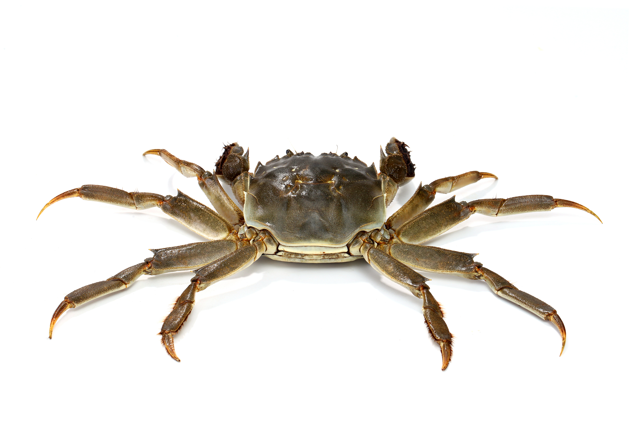 中华绒螯蟹产地在哪？揭秘大闸蟹的故乡