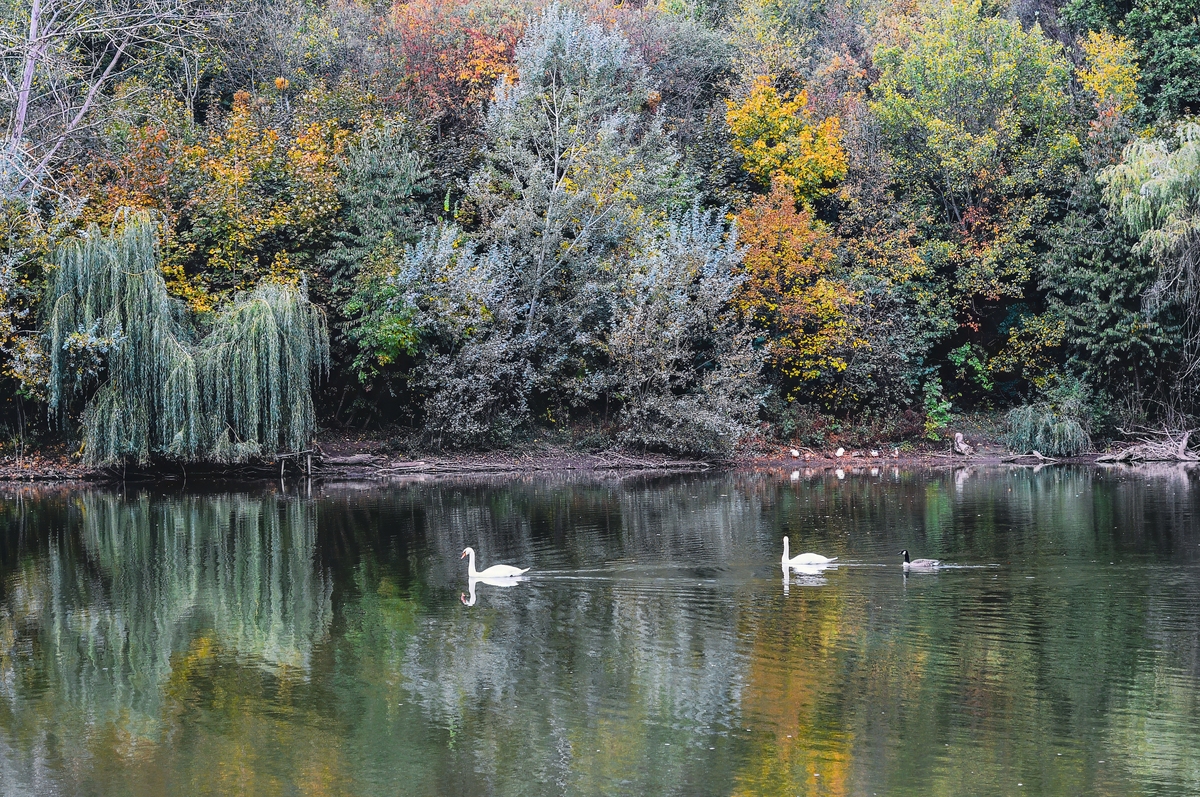 小池描写的景色：秋天的湖边美景
