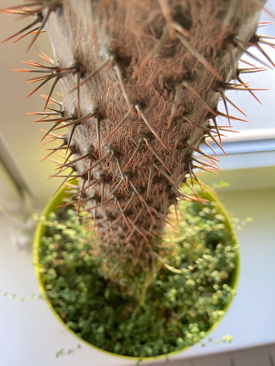 鹿角海棠如何繁殖