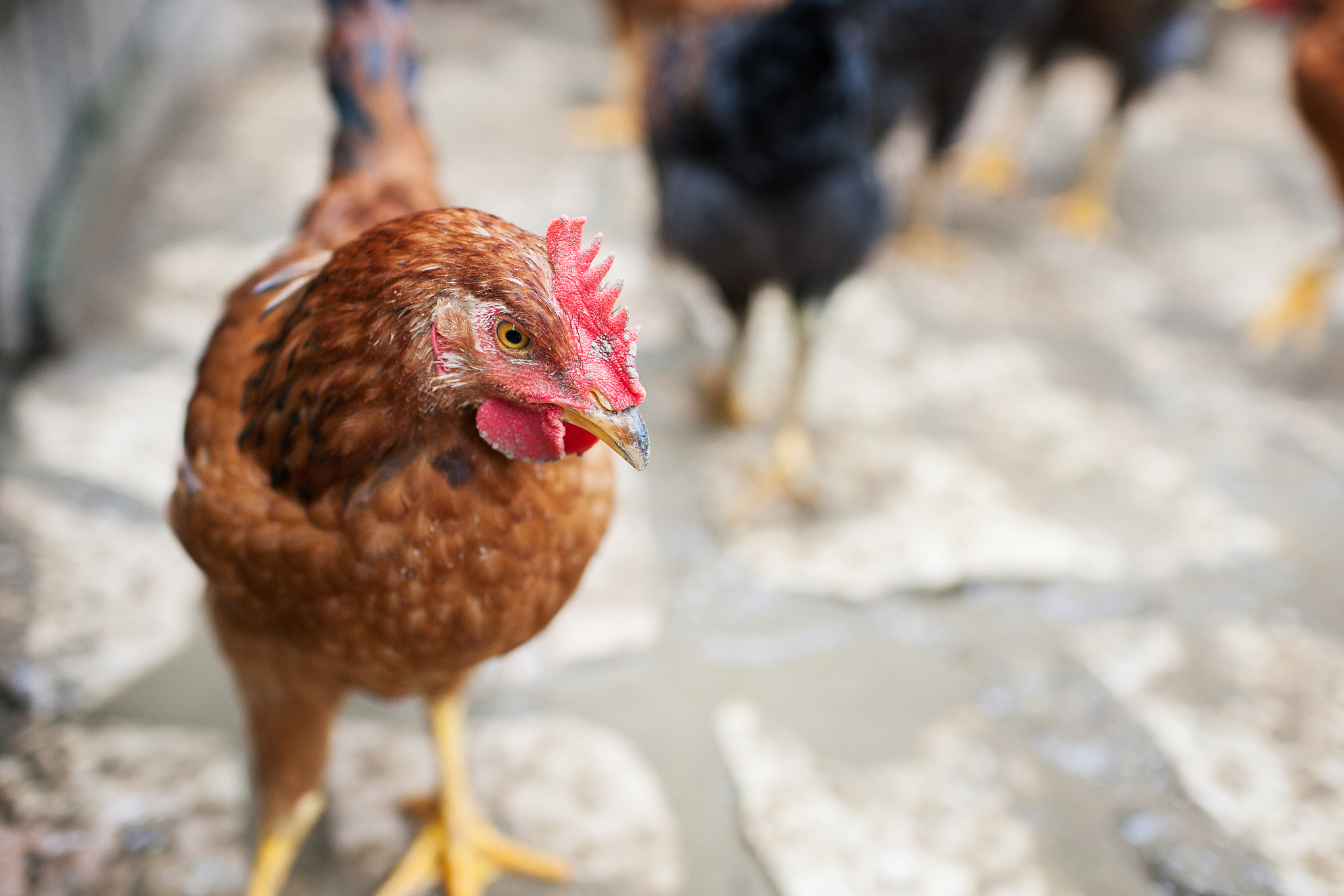 chicken farm