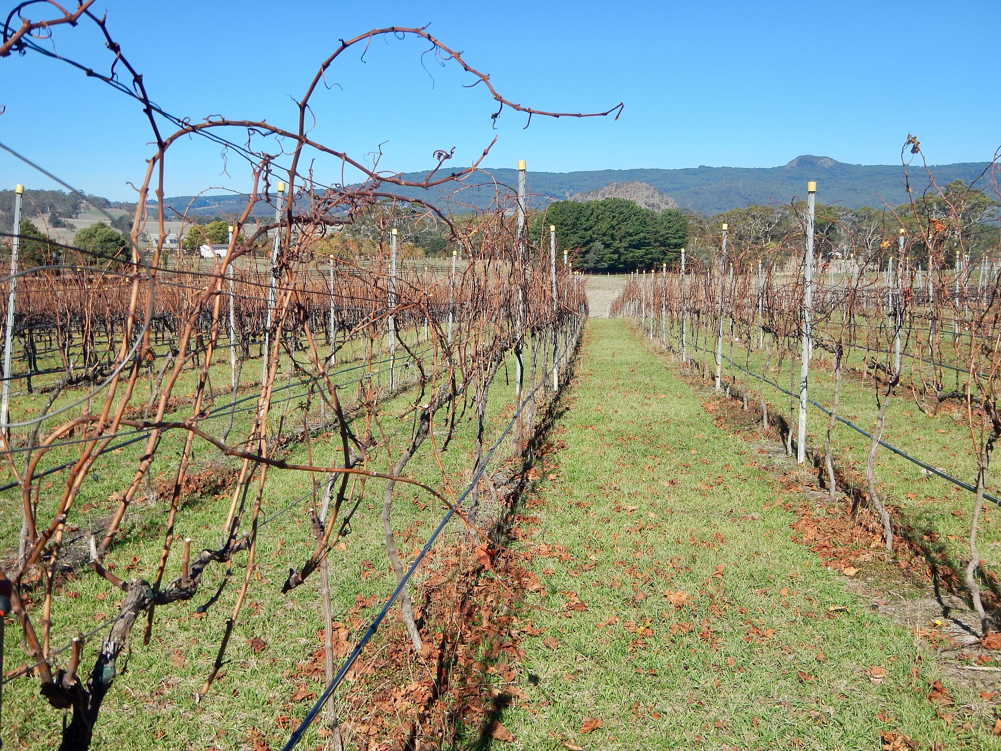 AUSTRALIAN JOURNAL OF GRAPE AND WINE RESEARCH期刊现任主编是谁？