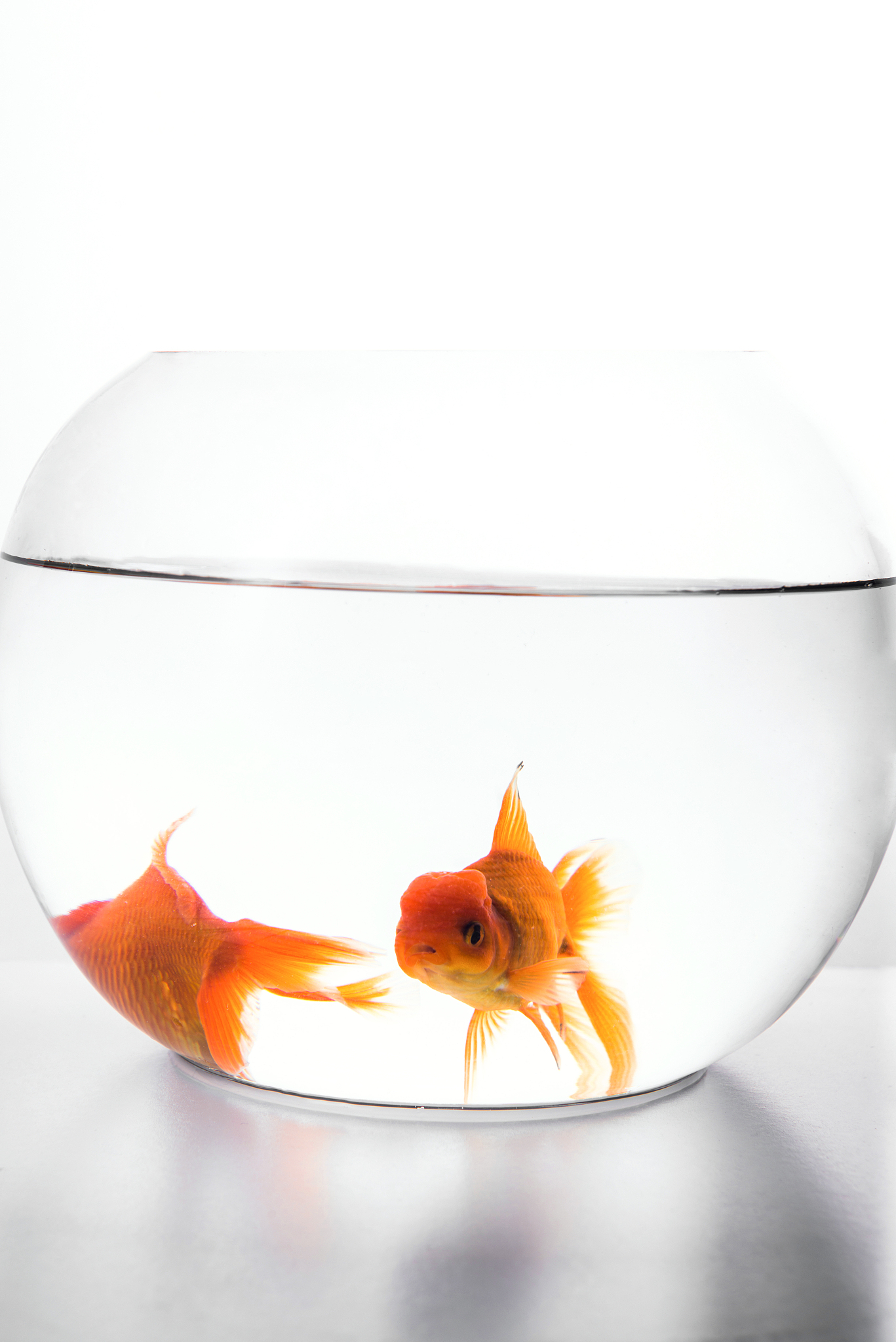 20cm鱼缸养什么鱼？适合小型鱼类的最佳选择！