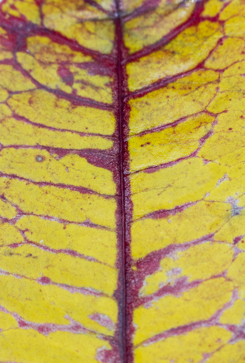 将下面的文档生成建表语句并合理设置字段类型metrics_modify_record_id varchar50 NOT NULL COMMENT 指标修改记录编号metrics_id varchar50 NOT NULL COMMENT 指标管理编号metrics_modify_info varchar50 NOT NULL COMMENT 指标修改信息metrics_modify_info va