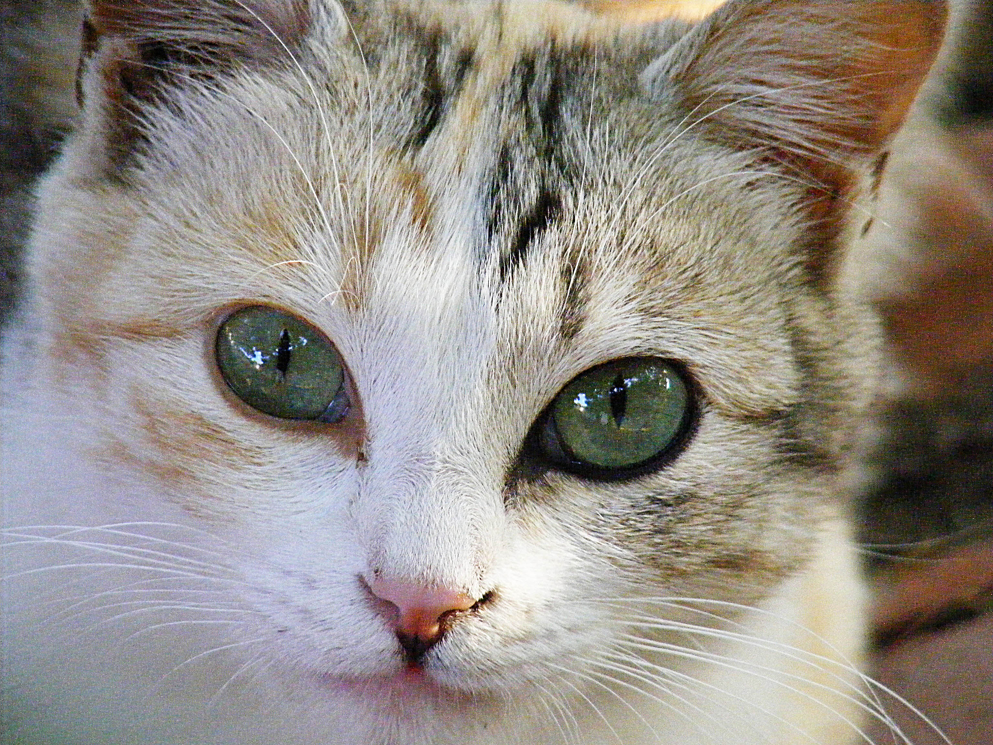 猫咪VS人类：谁才是真正的‘猫眼明亮’？