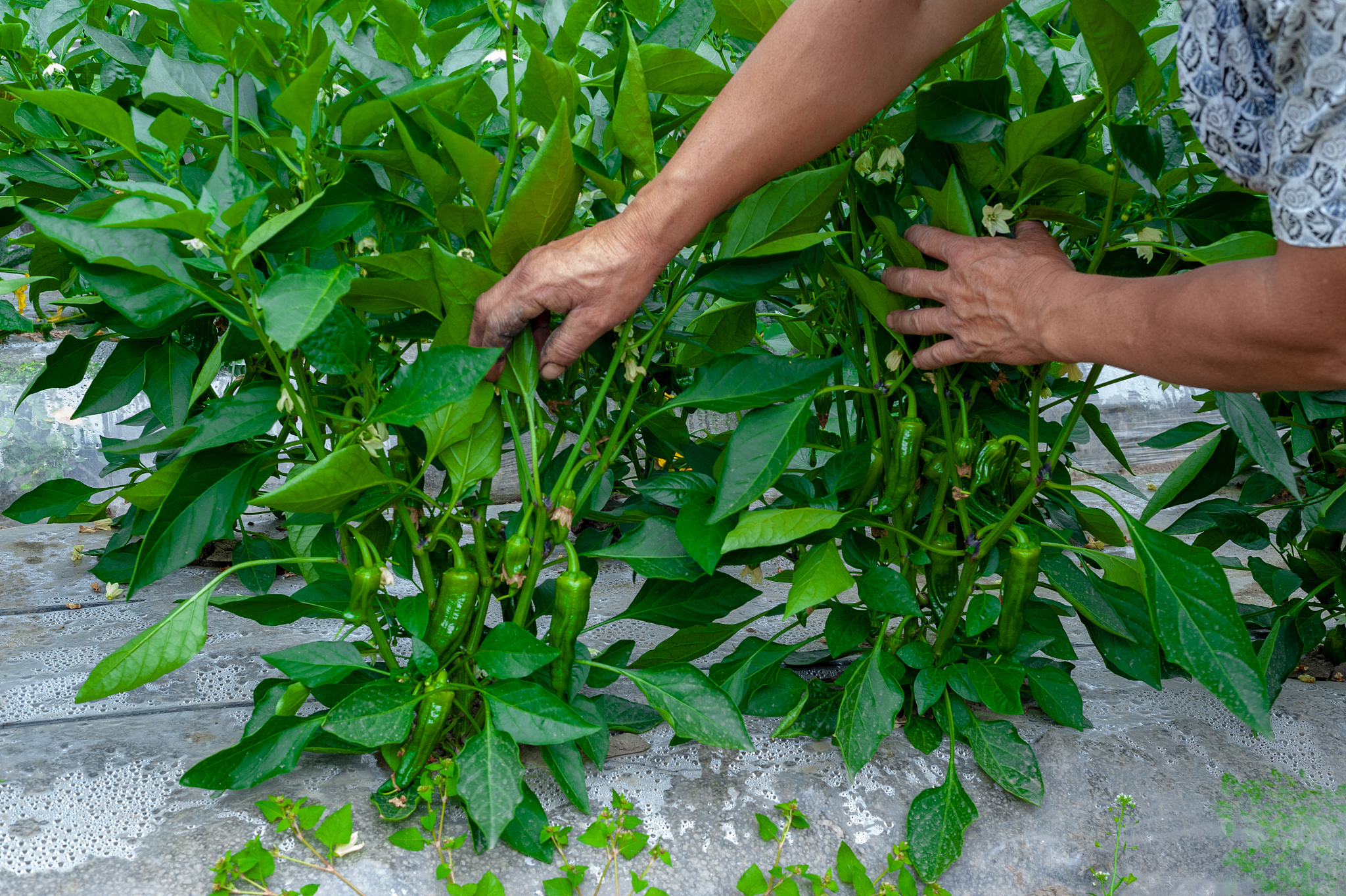 Meanwhile Hou et al 2021 found the linear-plateau models in the relationship between planting density and LAI 按照field crops research期刊的标准润色上面的句子