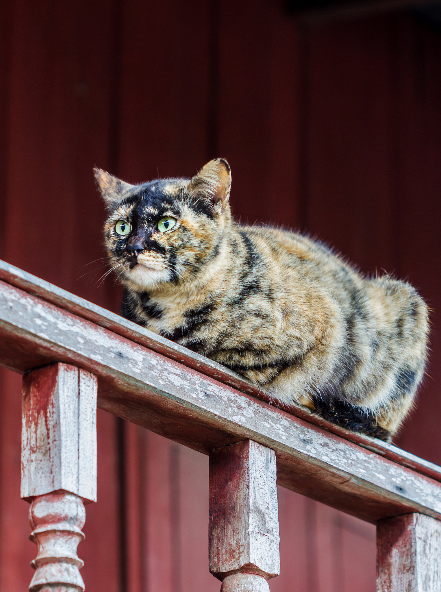 北京景山御猫：雪眉和狮猫的传奇故事