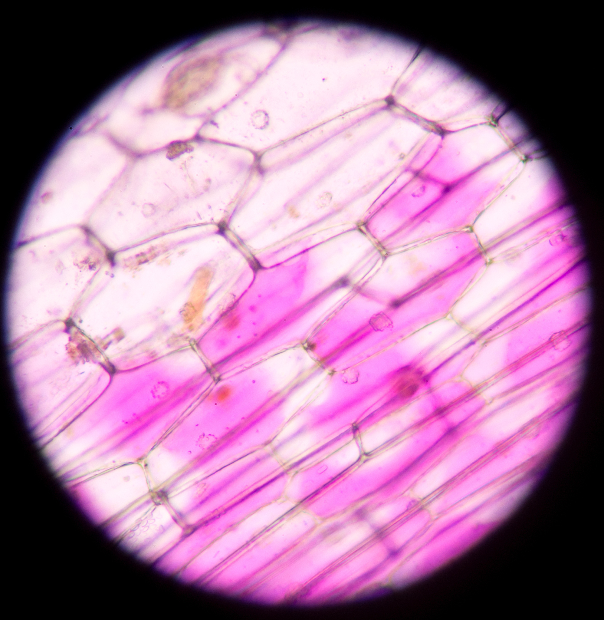 植物细胞结构示意图及功能详解 - 搜索引擎友好版本