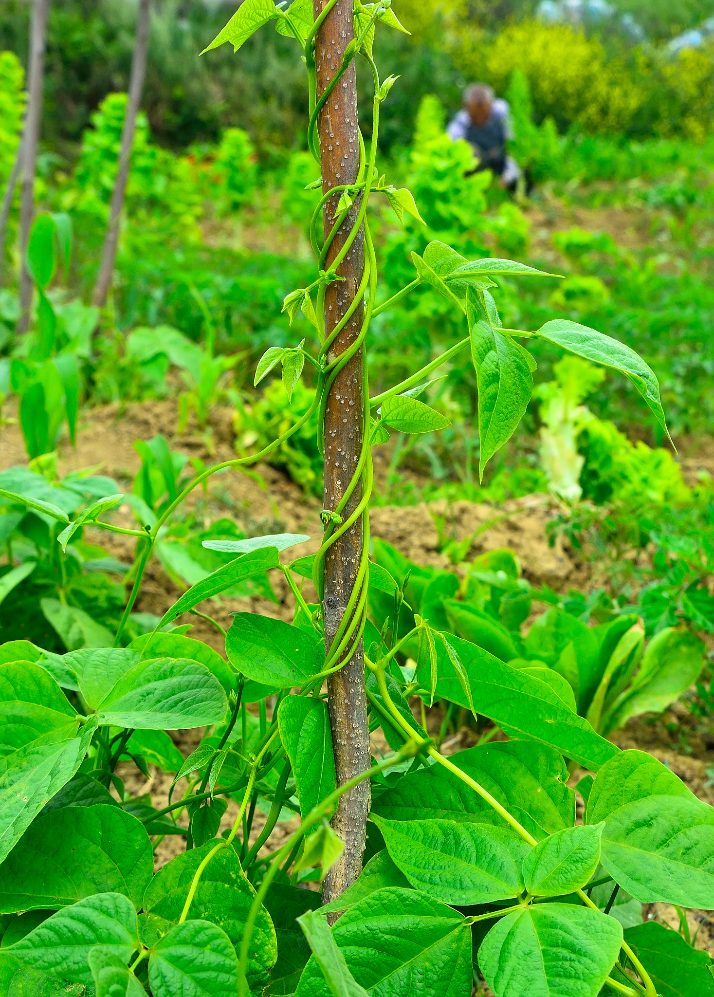 young stalks of a string bean on poles